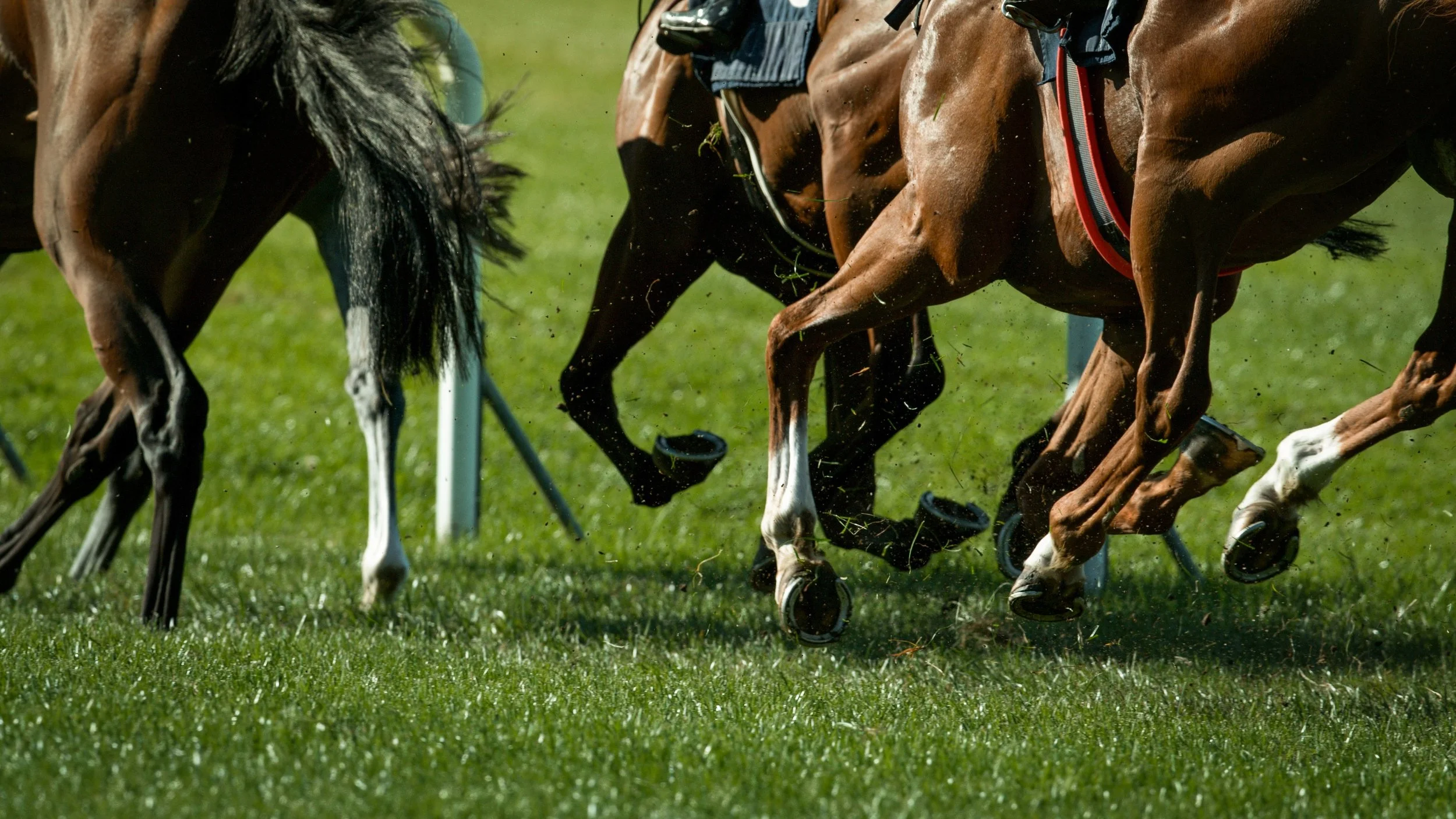 Horses running on grass with jockeys, blurry background.