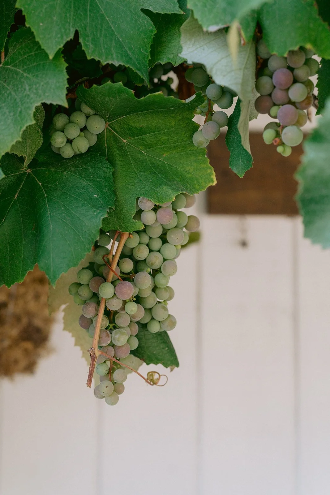 Seattle wedding planner — Chateau Lill Woodinville WA, Gordon Duo Weddings