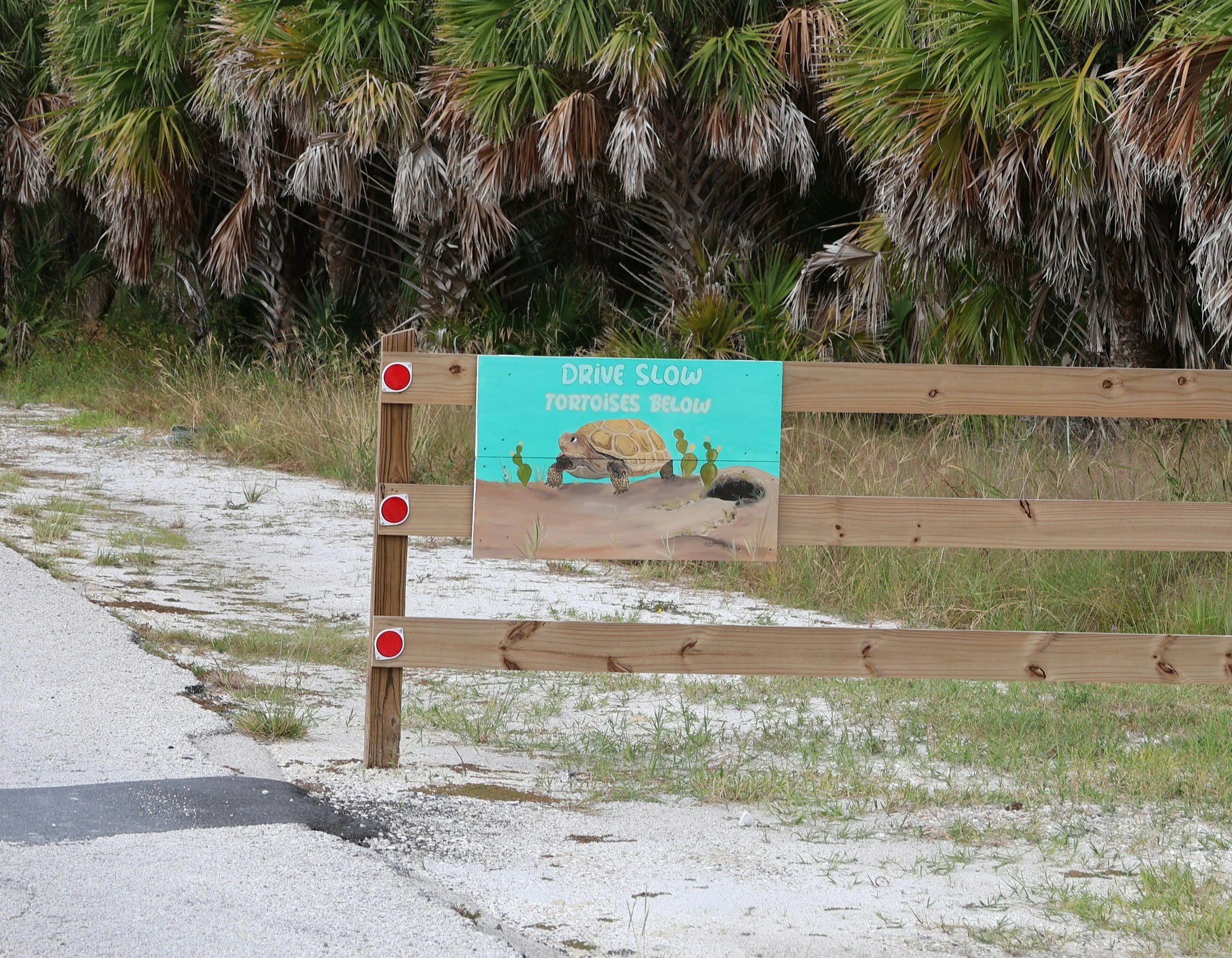 A wooden sign with a painted turtle and the words "Drive Slow Tortoises Below" in front of a dense area of palm trees.