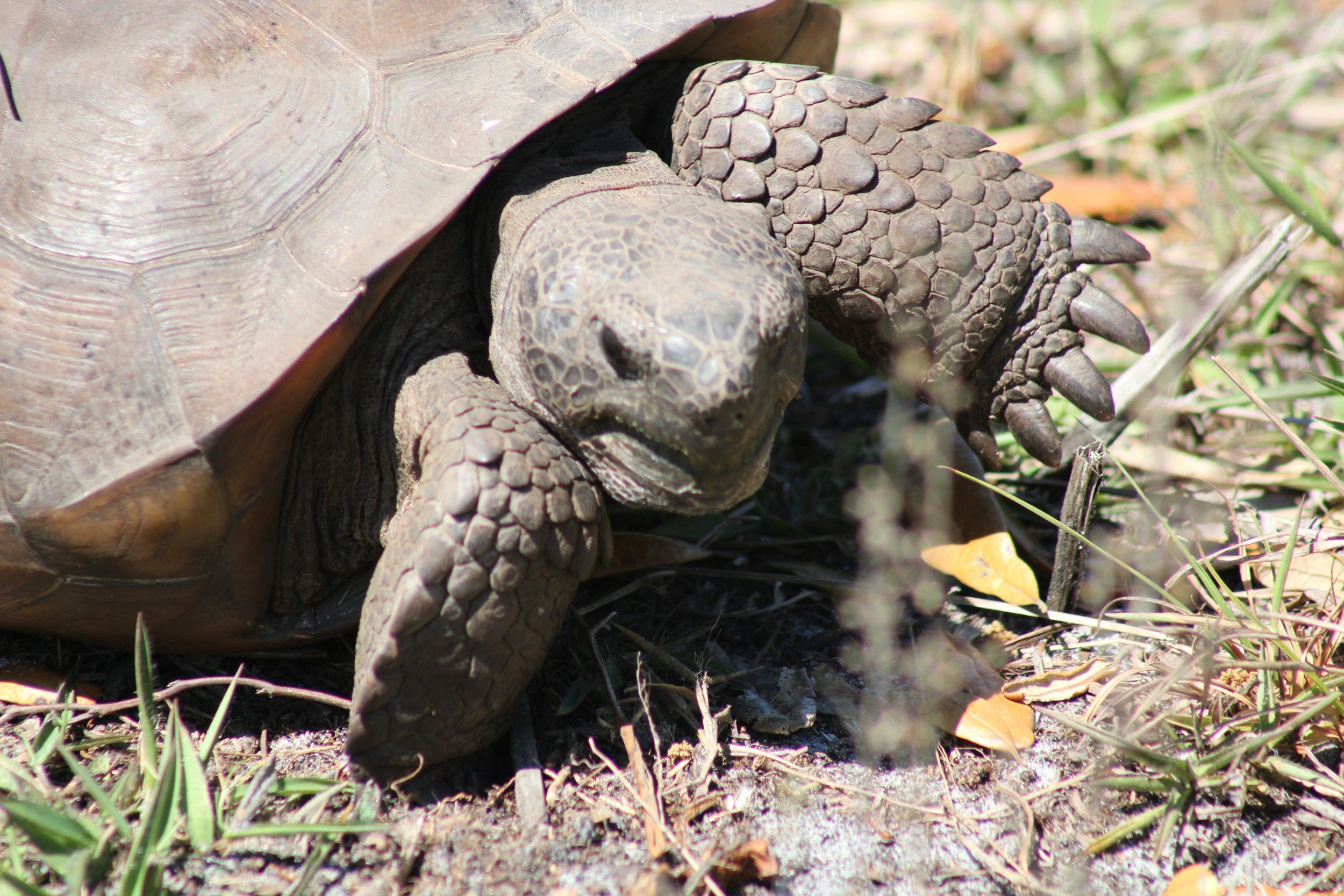 A close-up photo of a tortoise on the ground with dry grass, leaves, and small plants around it.