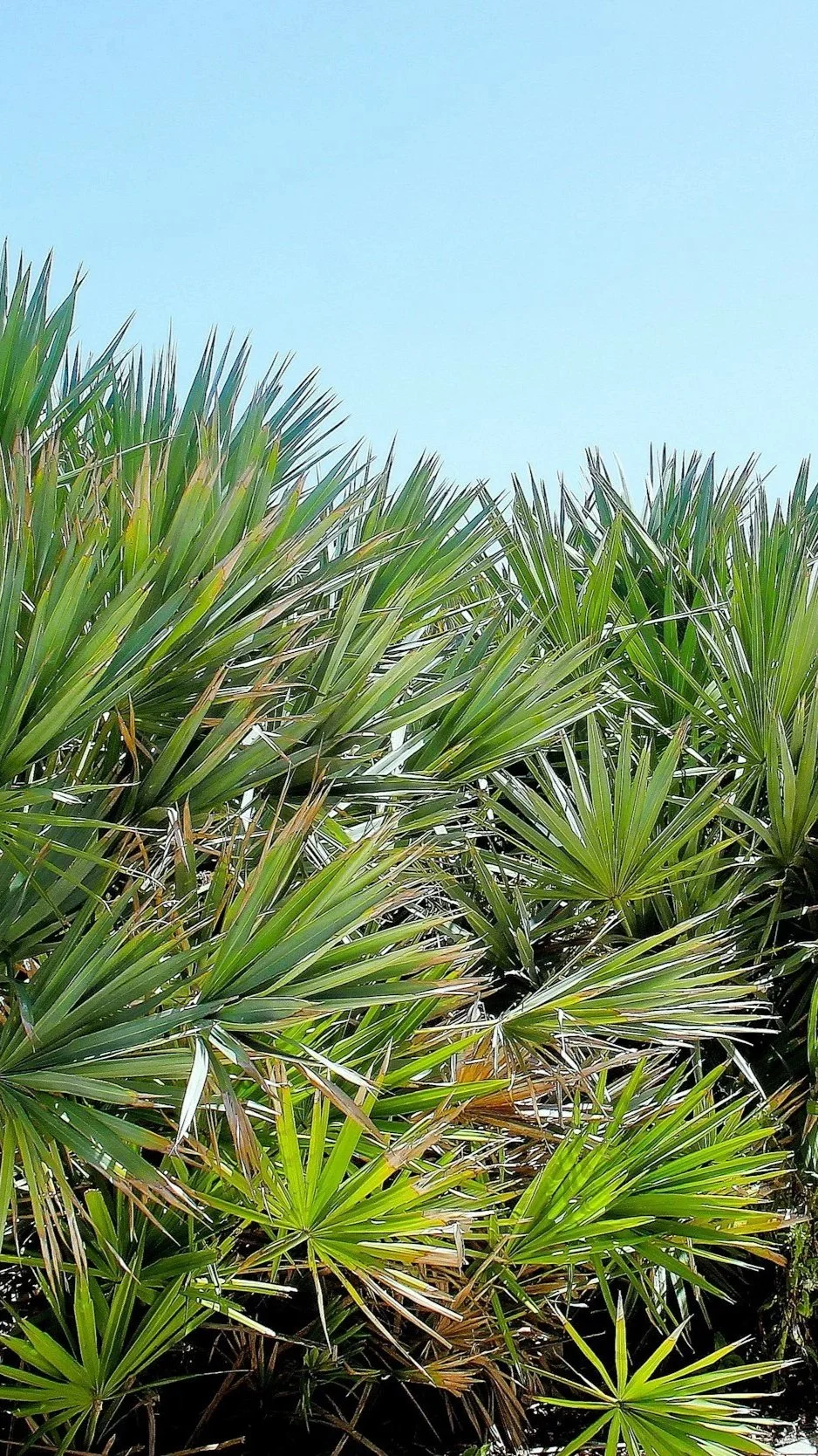 Close-up of green palm tree leaves under a clear blue sky.