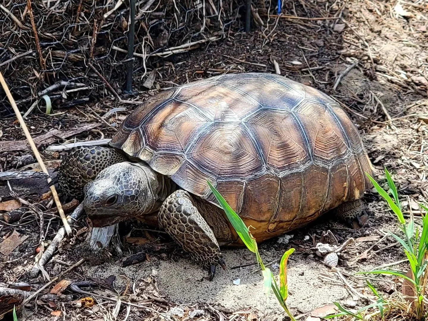A tortoise on dirt ground with small green plants and leaf litter.