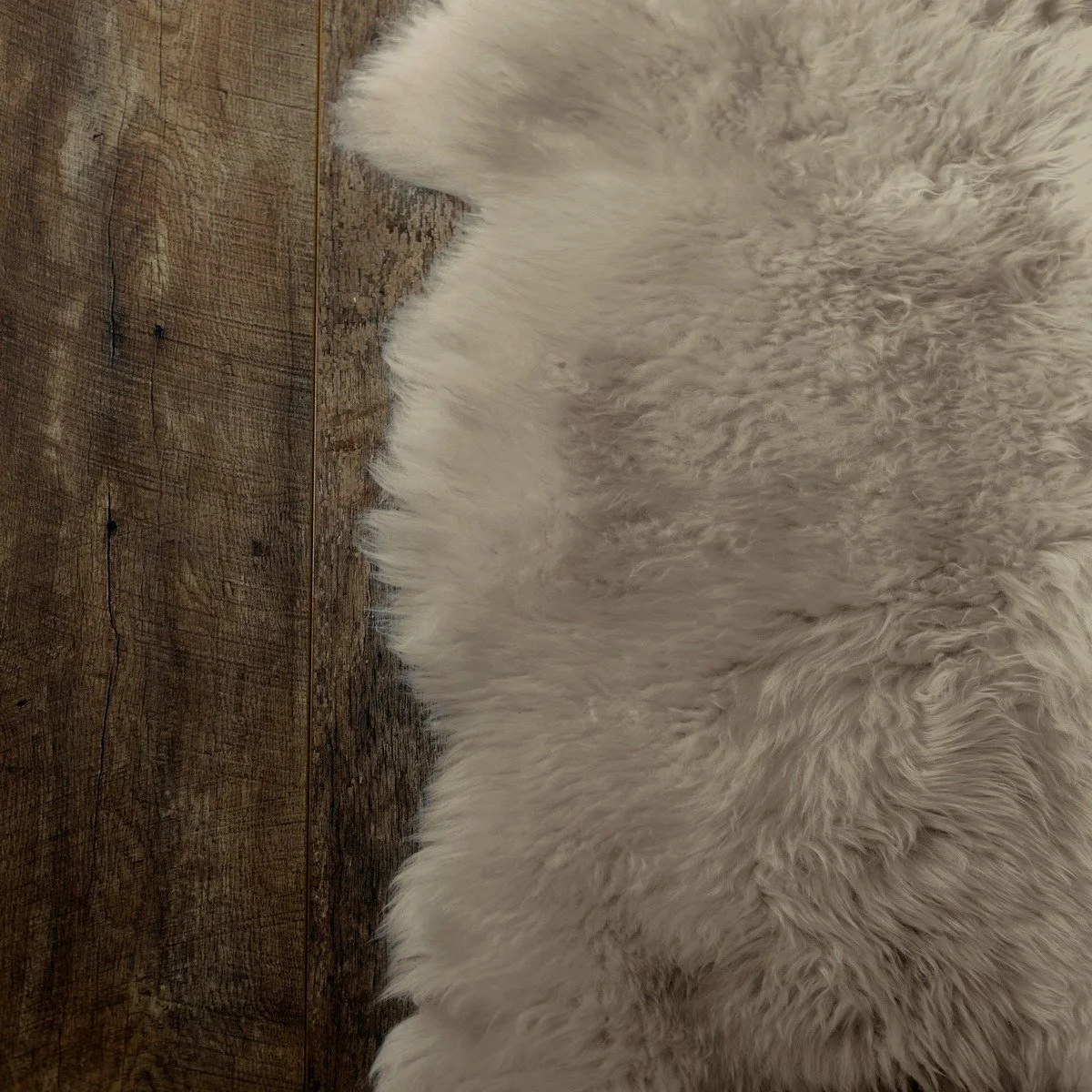 Sheepskin Mushroom.jpg