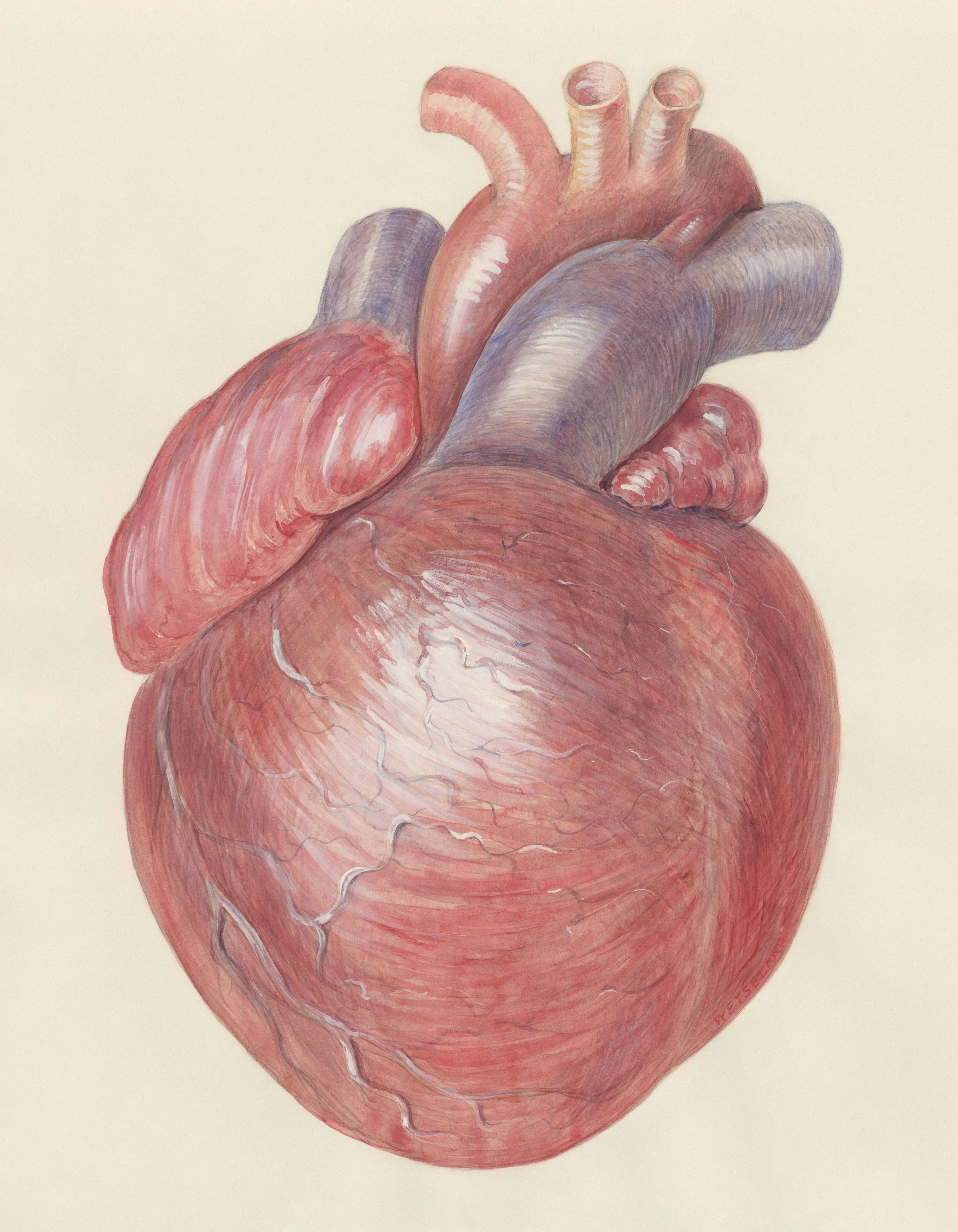 Illustration of a human heart with detailed anatomical features, including arteries and veins, on a light background.