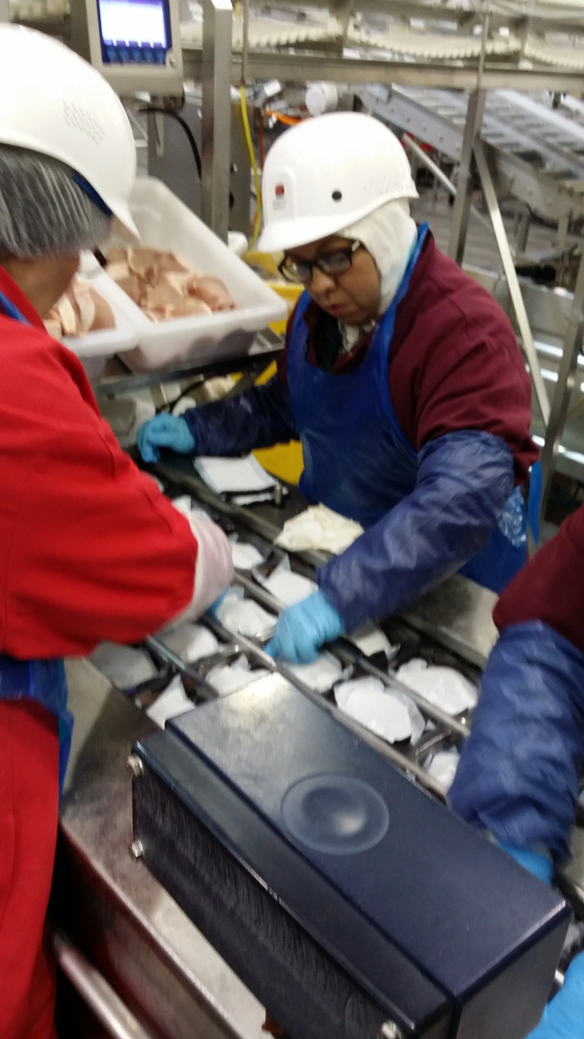 Workers wearing safety helmets and gloves inspecting fish on a conveyor belt in a fish processing plant.