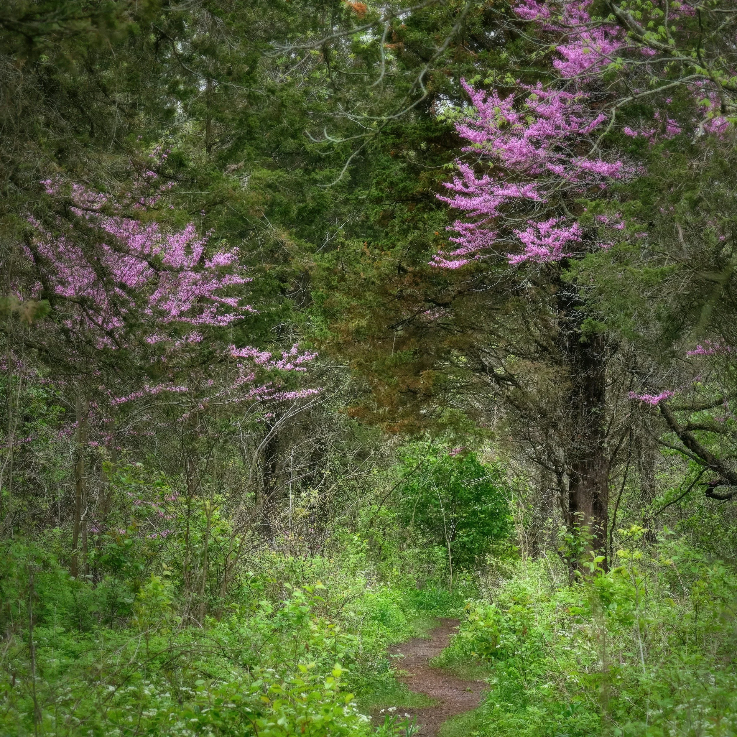 A nature trail through a green forest with pink flowering trees on the right side.