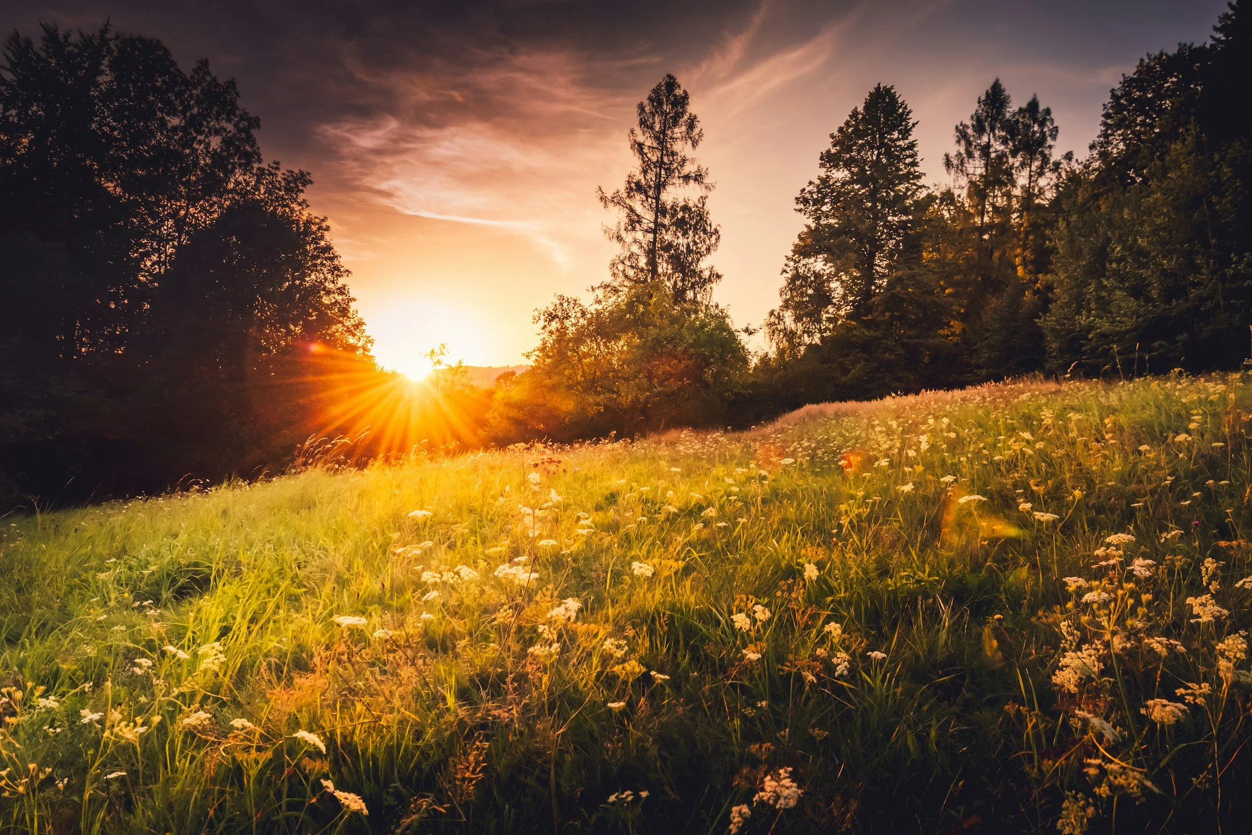 A scenic view of a sunset over a grassy field with wildflowers, silhouetted trees, and a cloudy sky.