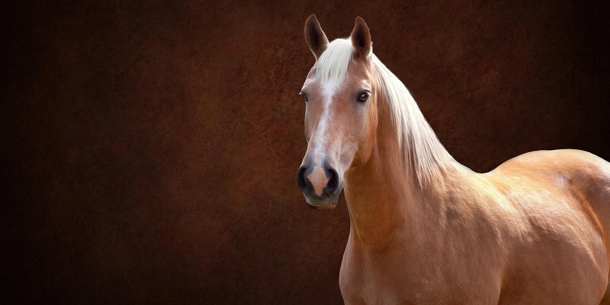 A palomino horse with a light-colored mane against a dark brown textured background.