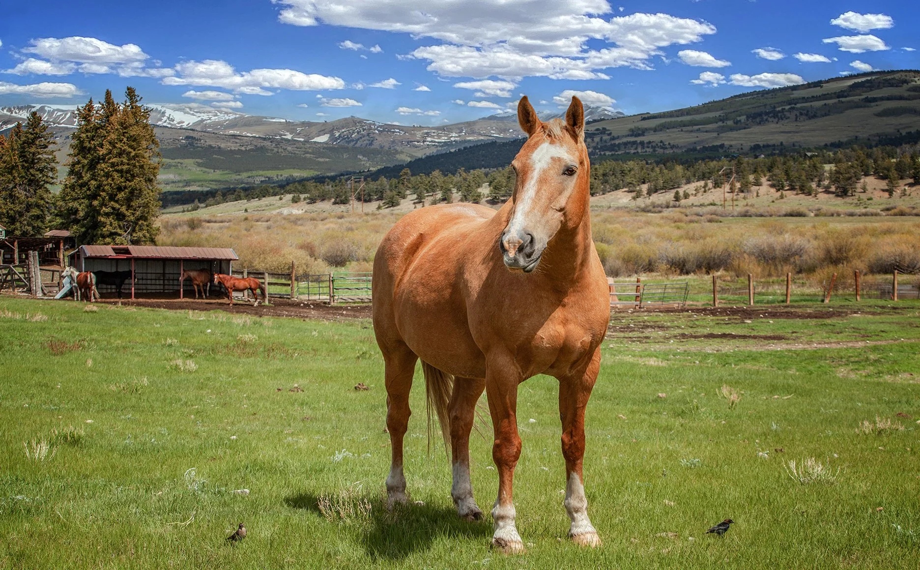 A chestnut horse standing on a green field with mountains, trees, and a cloudy sky in the background. Two more horses are in a small shelter nearby.