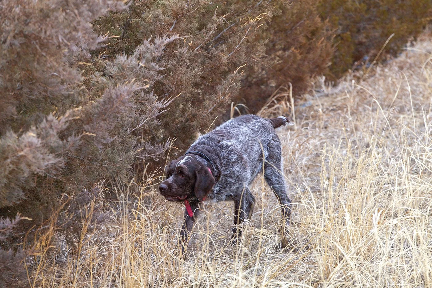 A brown and gray puppy with a red collar sniffing tall grass and bushes in a field.