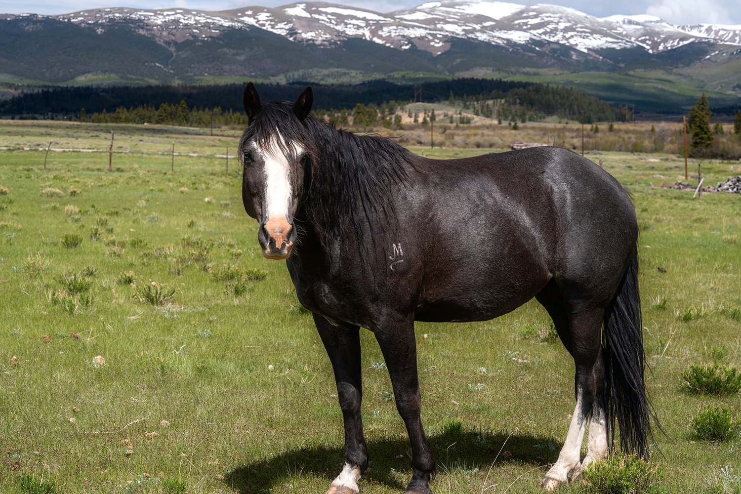 A black horse with white markings on its face standing in a grassy field with snow-capped mountains in the background.
