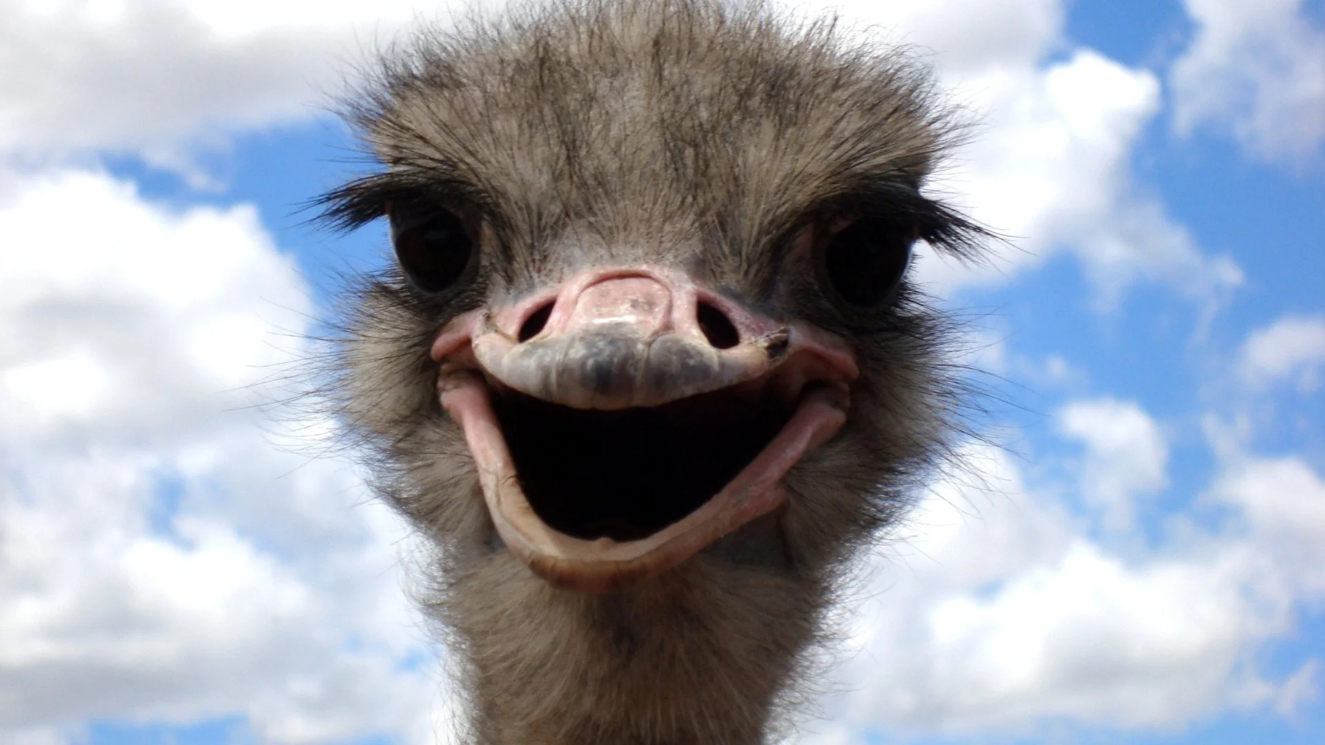Chandler Ostrich Festival, one of the city's signature annual events.