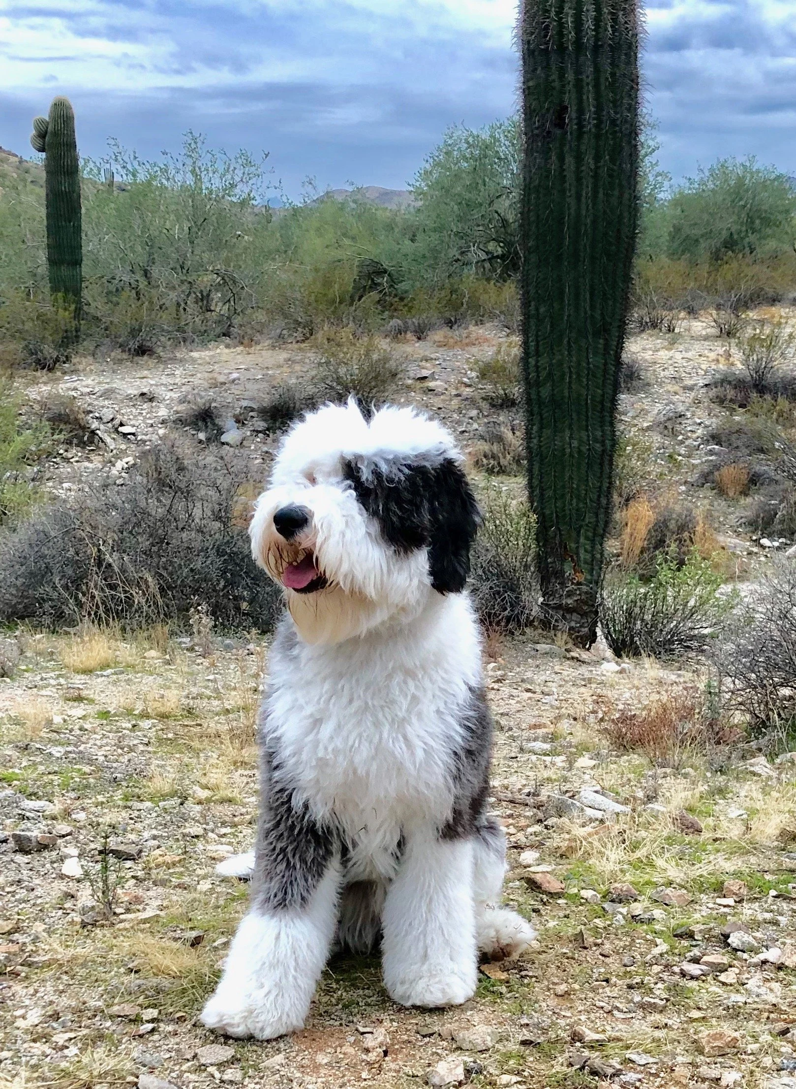 Marley, the Moyaerts family's Sheepadoodle, enjoying life in Arizona.