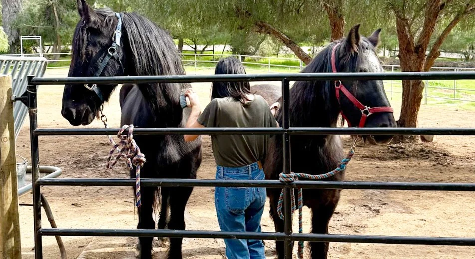 Volunteers working together at the sanctuary