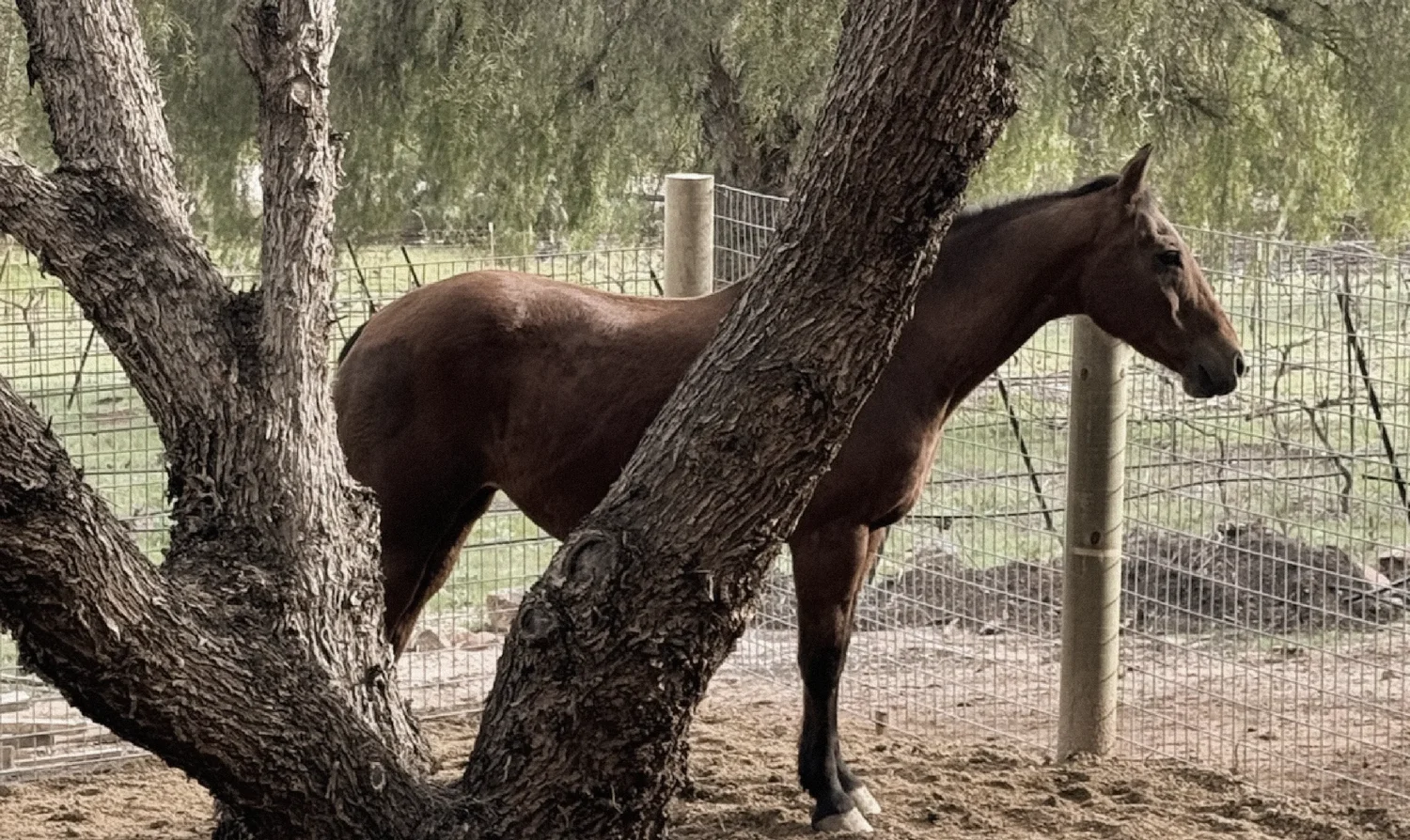 A horse beneath an old tree at the sanctuary