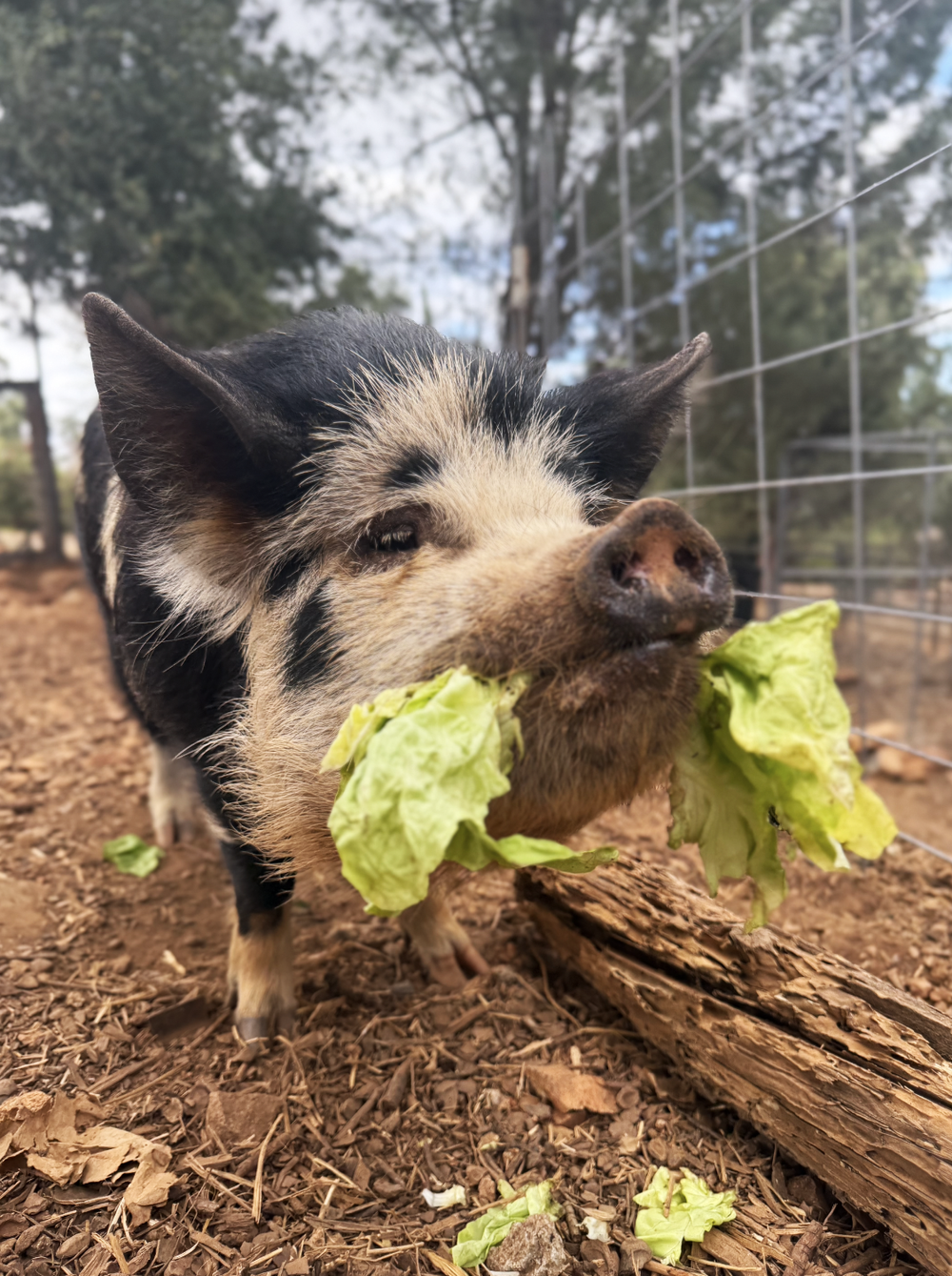 Diva the pig