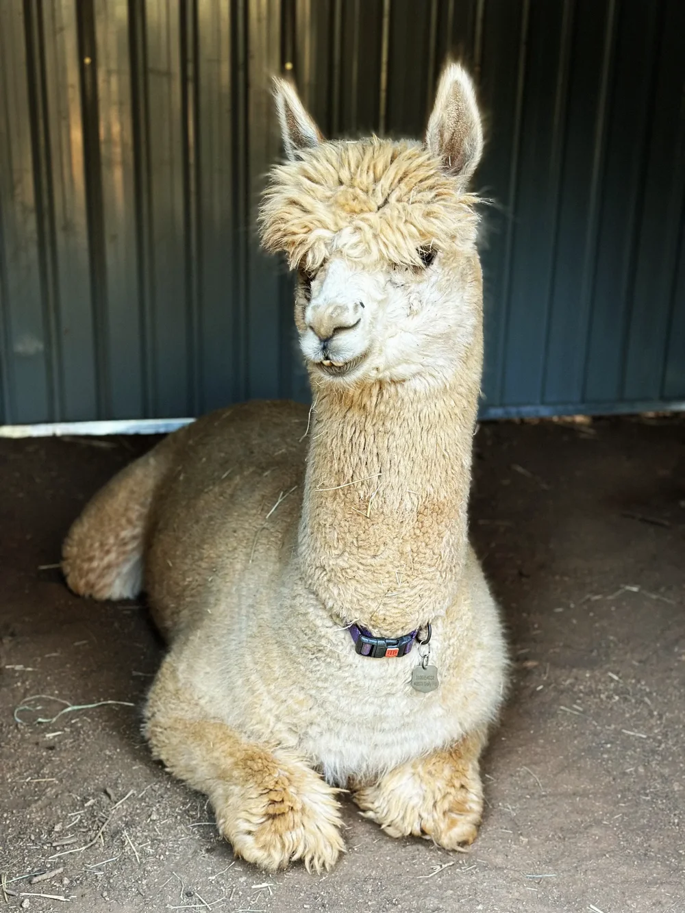Little Richard the alpaca
