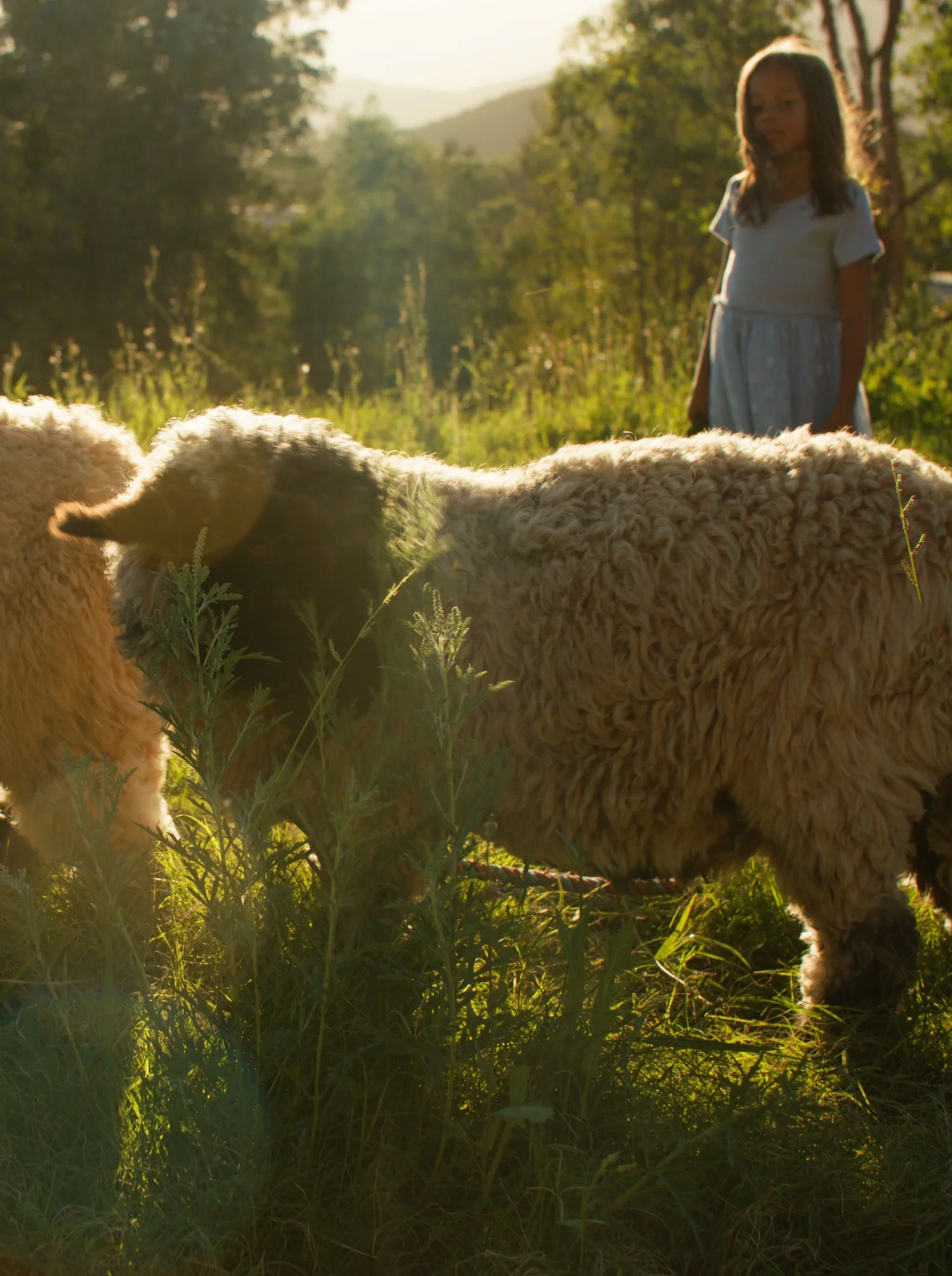 Golden light over the sanctuary at sunset