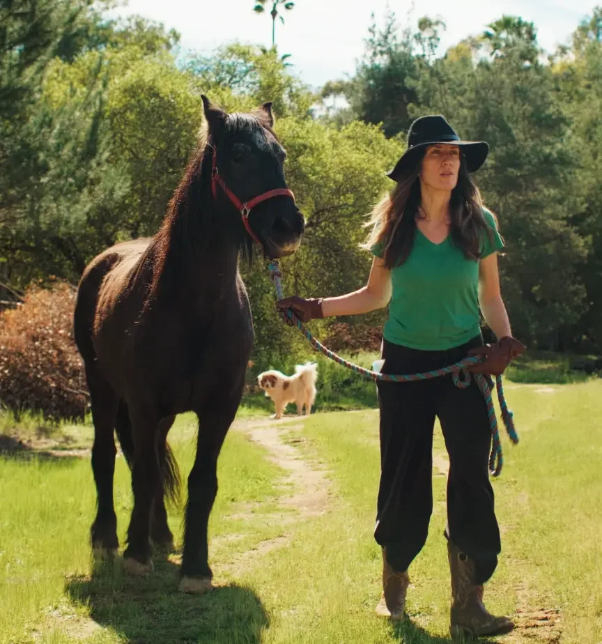 A horse walking at the sanctuary