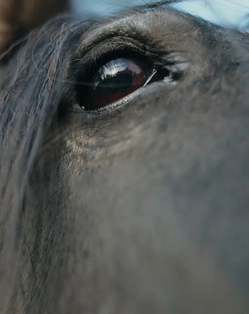 Lass, a rescued horse, looking gently toward the camera