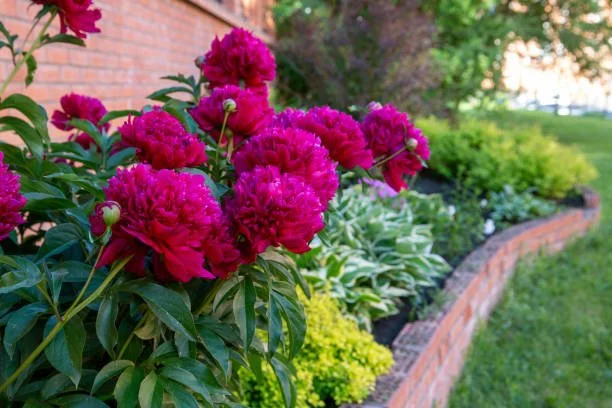 Planting