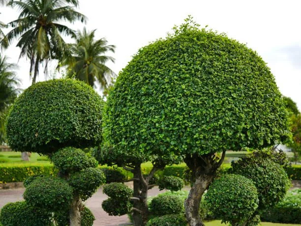 Tree Pruning