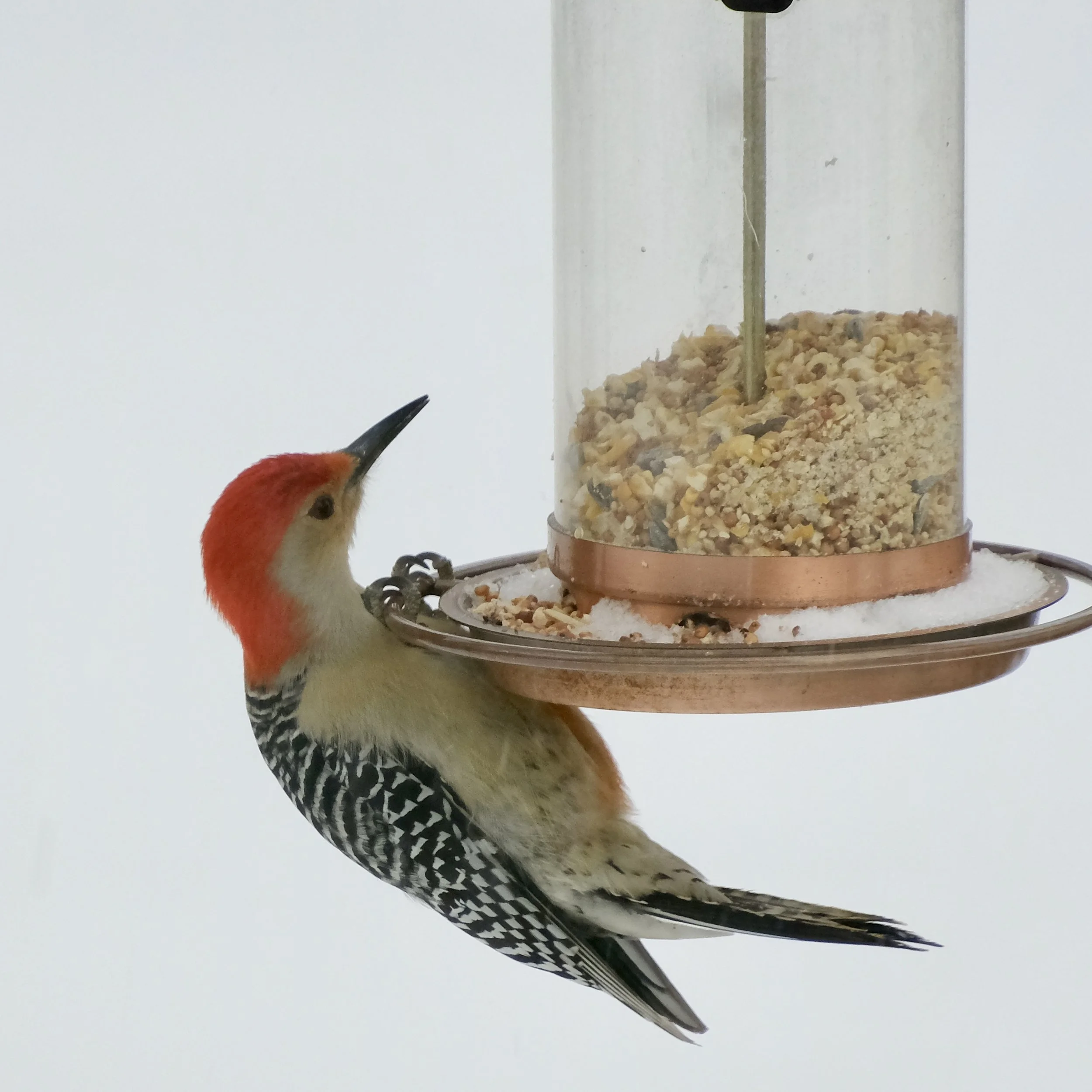 A bird perched on a surface near a bird feeder filled with seeds.