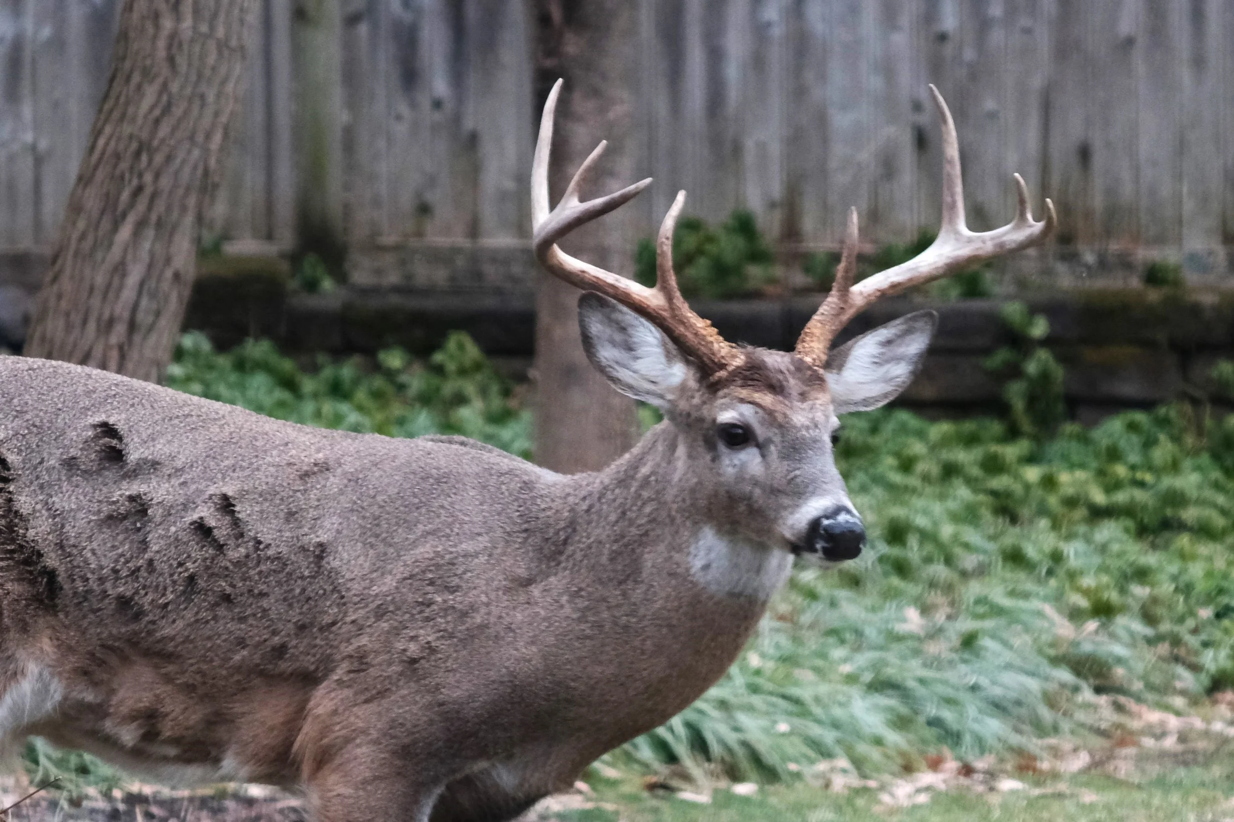 A close-up of a deer with antlers lying on the grass in a backyard with a wooden fence in the background.