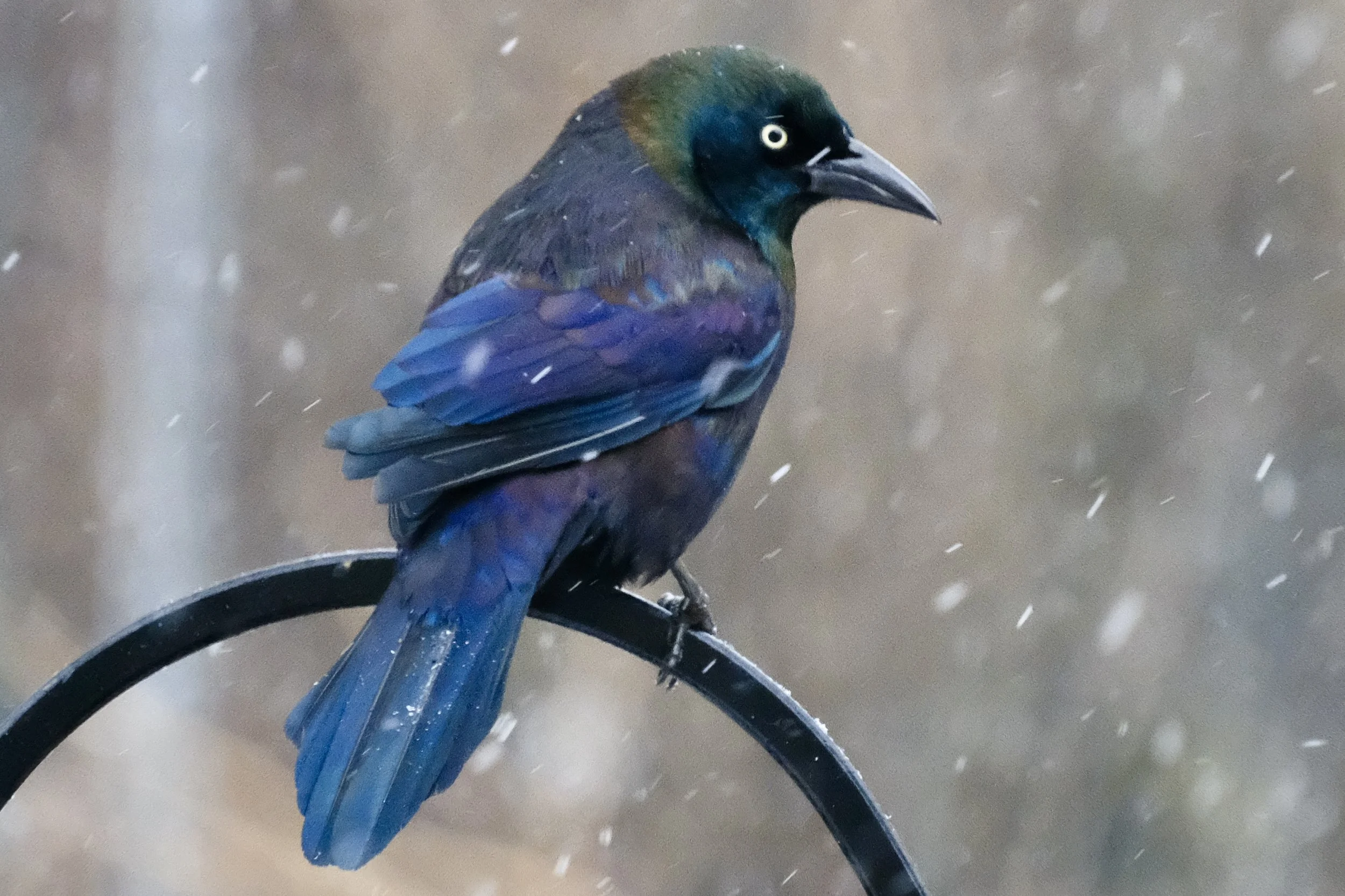 A colorful bird with black and green head, blue and purple feathers, perched on a curved black object, in a setting with falling rain.