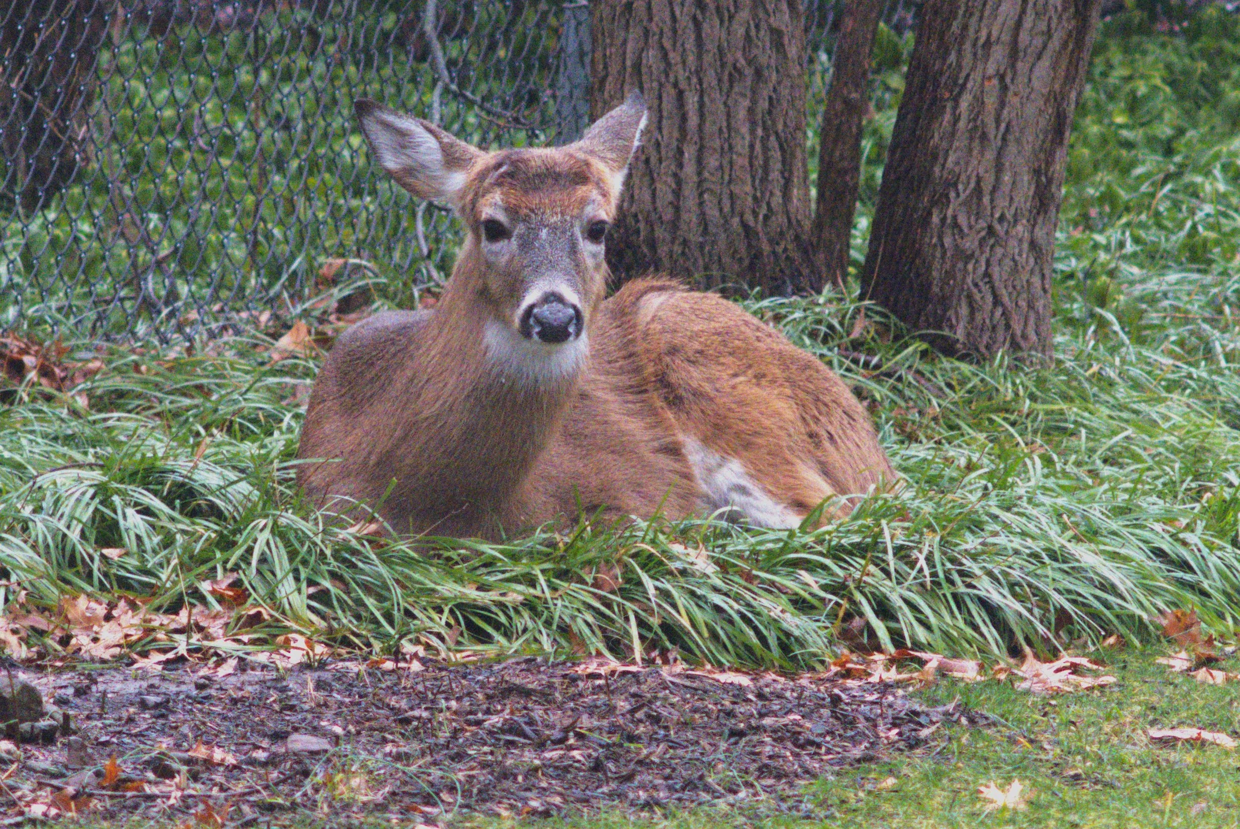A deer lying on the ground next to a tree in a wooded area, with a chain-link fence in the background.