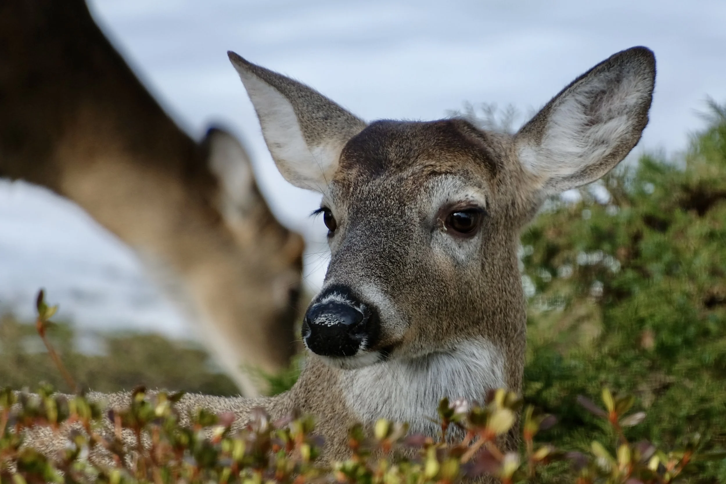 Close-up of a young deer with large ears and brown fur, surrounded by green and red foliage.
