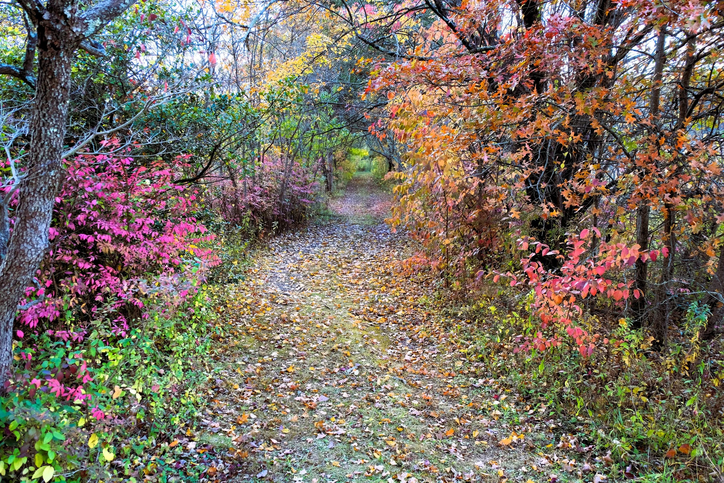 DSCF1783.JPG