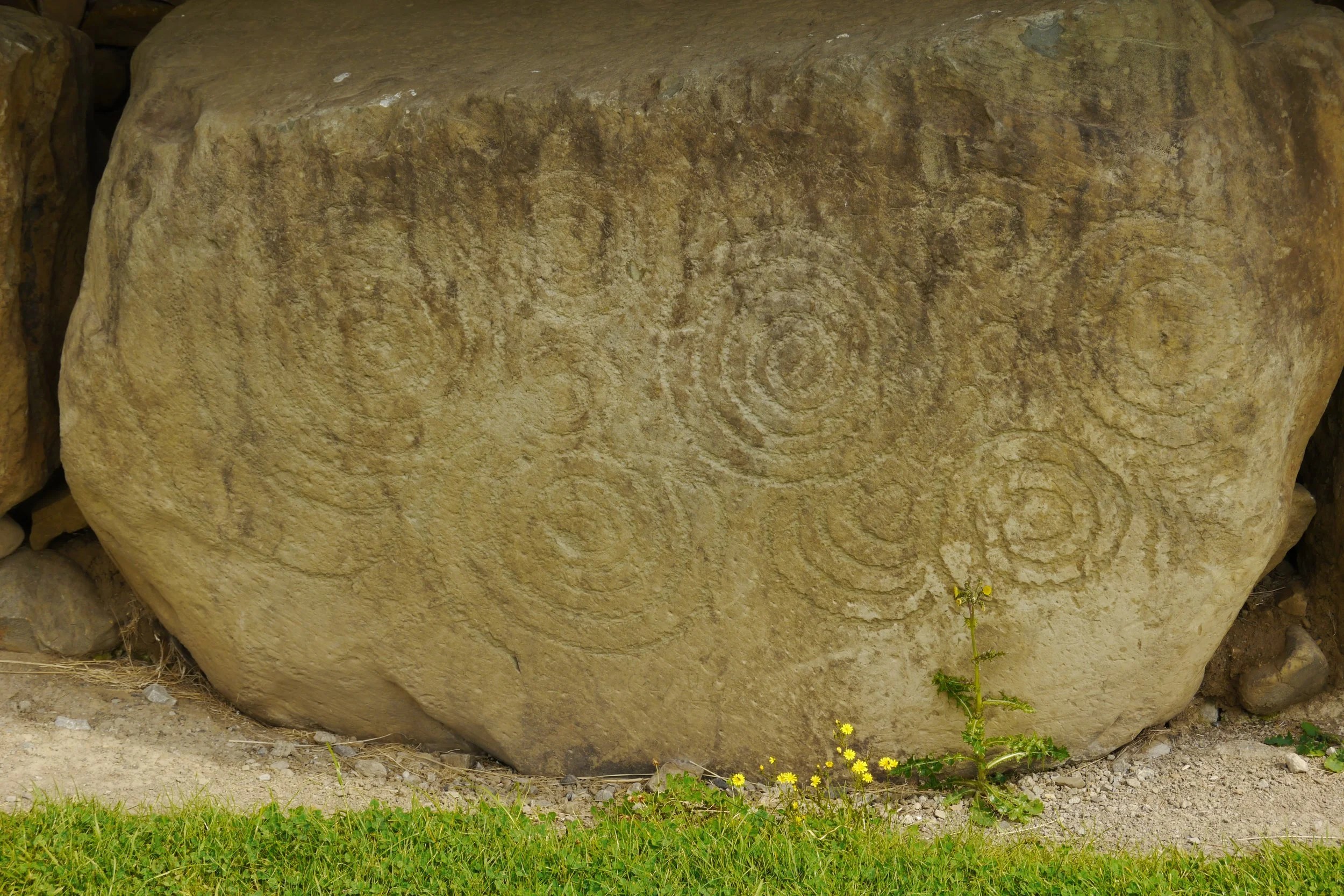 Large ancient stone with spiral carvings in a desert landscape, surrounded by small yellow flowers and blades of grass.