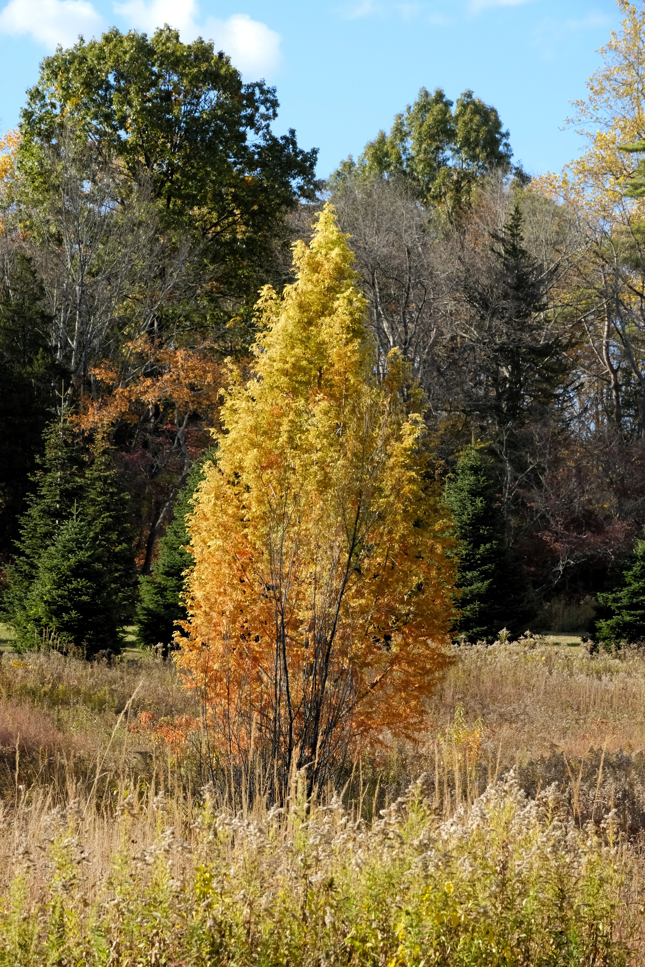 DSCF1795.JPG