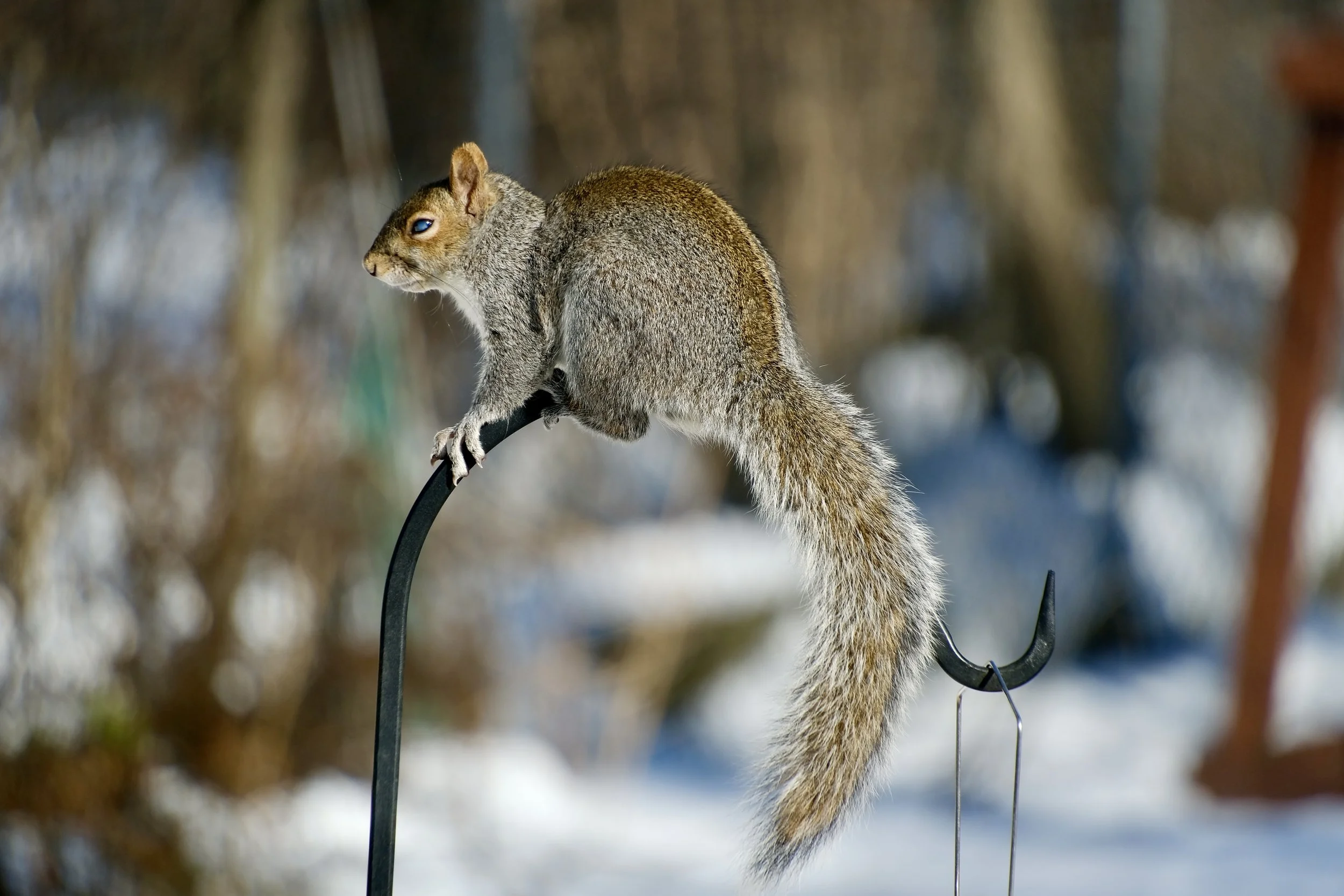 A squirrel perched on a black metal fence in a snowy outdoor setting, with blurred trees in the background.