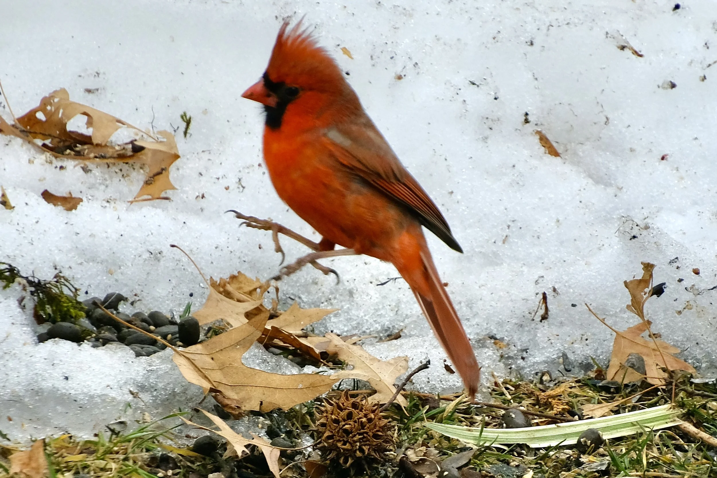 A male Northern Cardinal bird standing on snow-covered ground, surrounded by fallen leaves, small rocks, and grass in a natural setting.