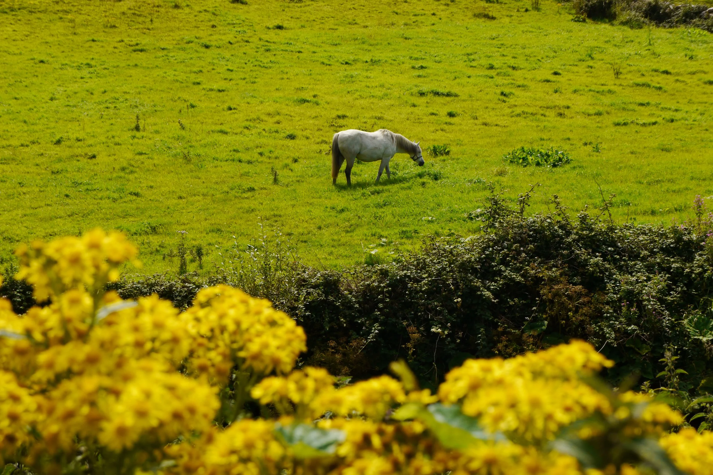 A white horse grazing in a lush green field, with yellow flowers in the foreground.
