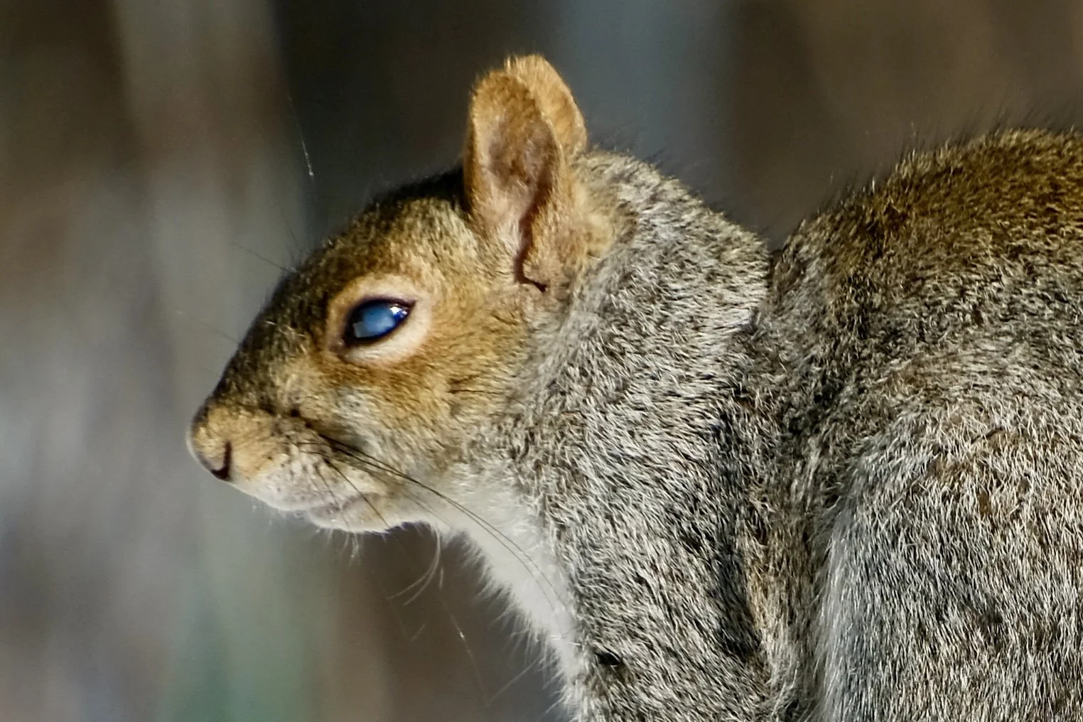 Close-up of a gray and brown squirrel, showing its face and part of its body, with a blurred background.