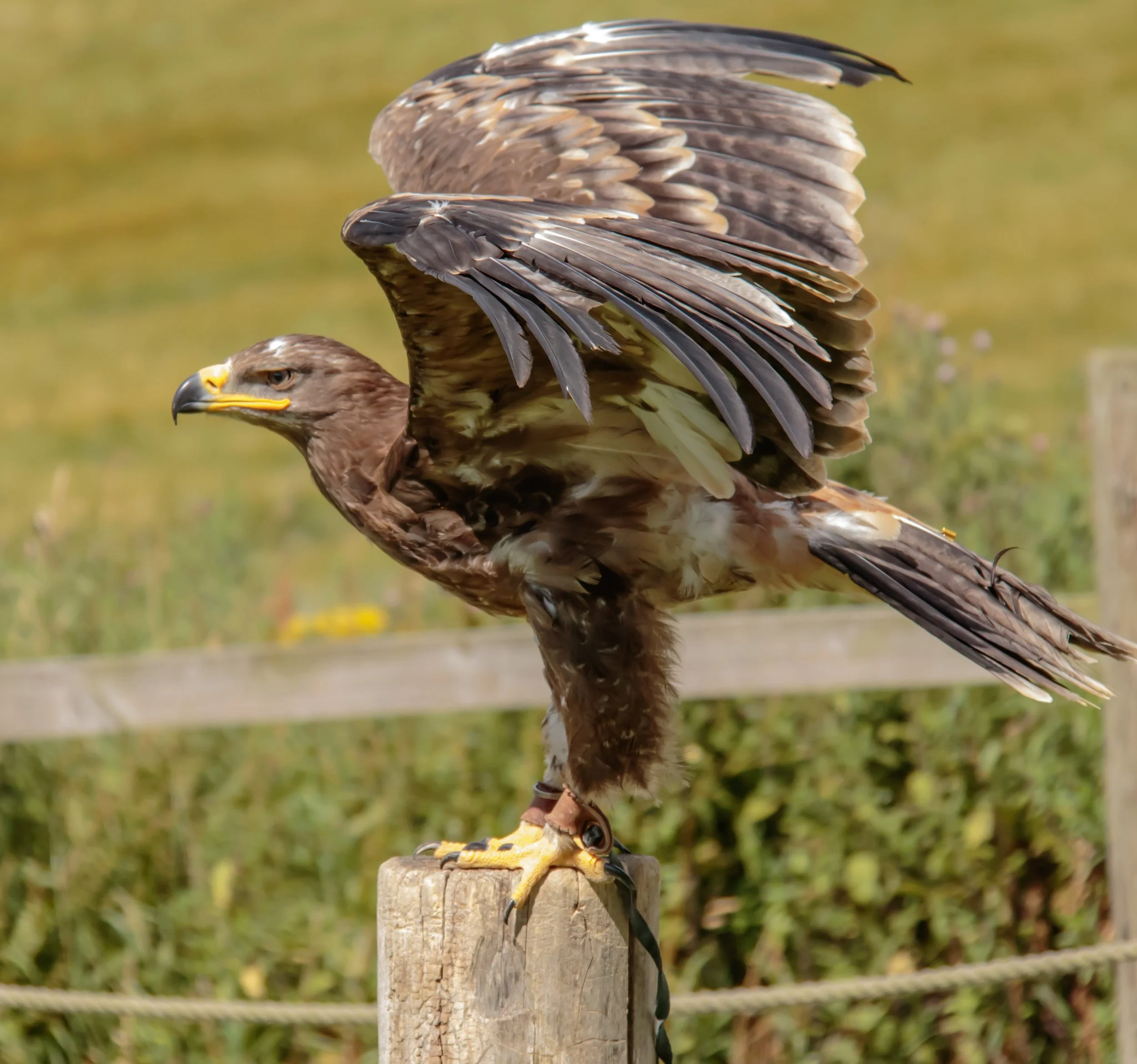 A bird of prey, possibly a hawk, perched on a wooden post with its wings partially spread and head turned to the side. The background is a blurred natural outdoor setting.