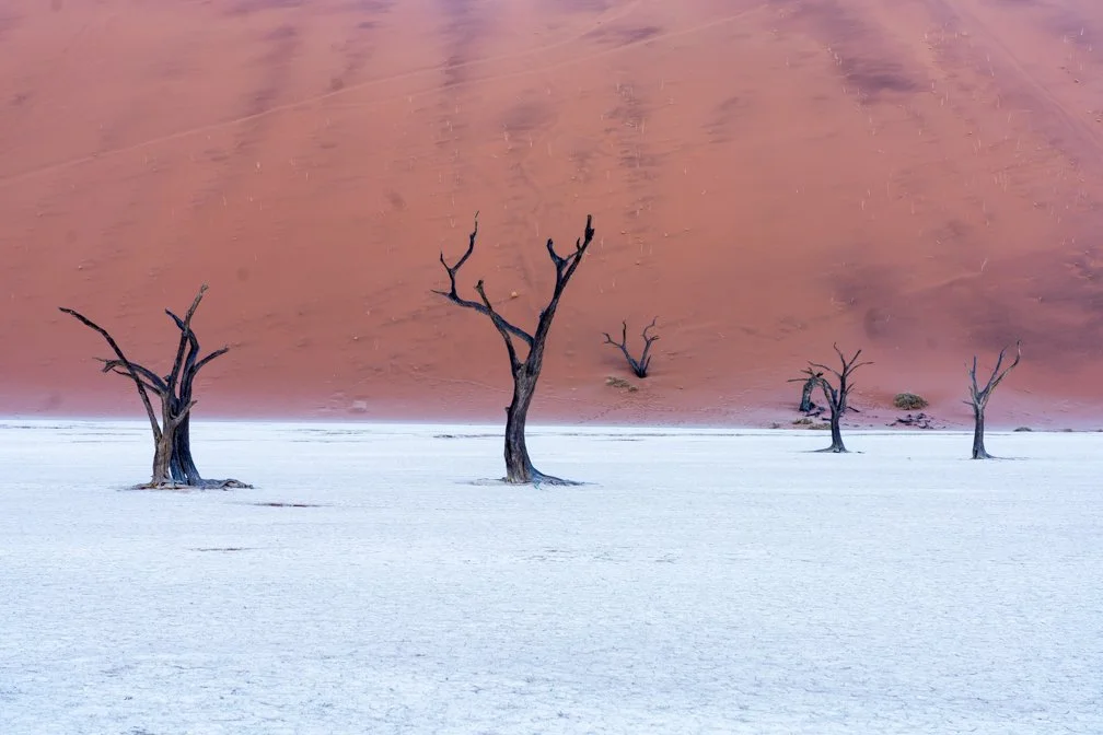 Desert landscape with a red sand dune in the background and several leafless, dead trees in a white, salt flat foreground.
