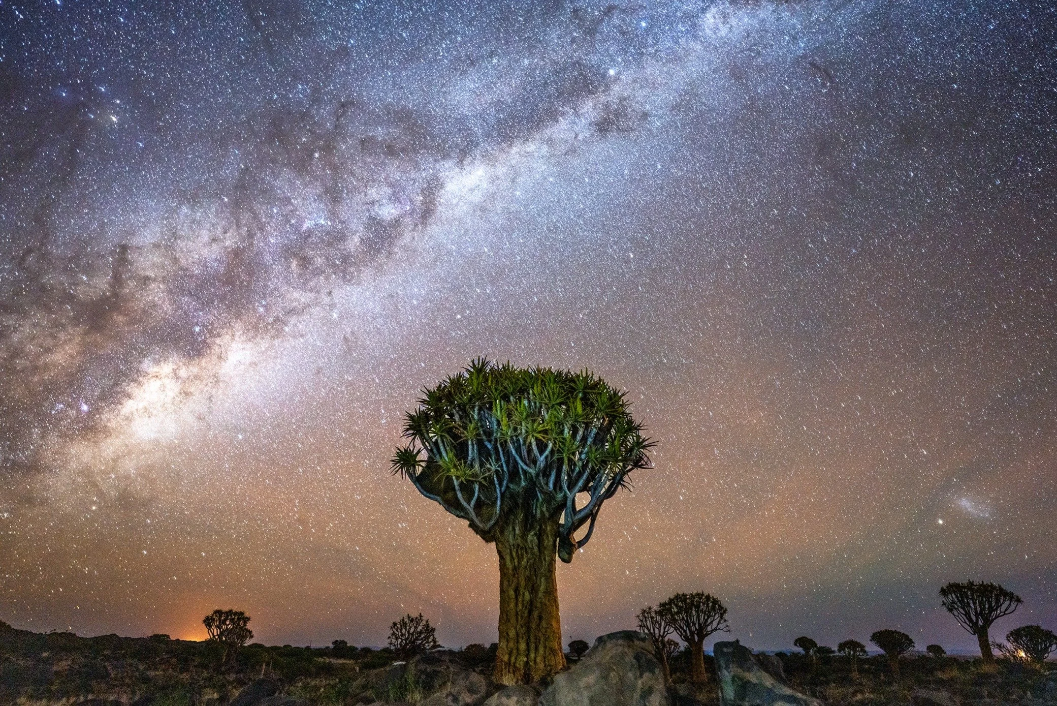 A tall tree with a thick trunk and sparse branches reaching upward, set against a night sky filled with countless stars and the Milky Way galaxy.