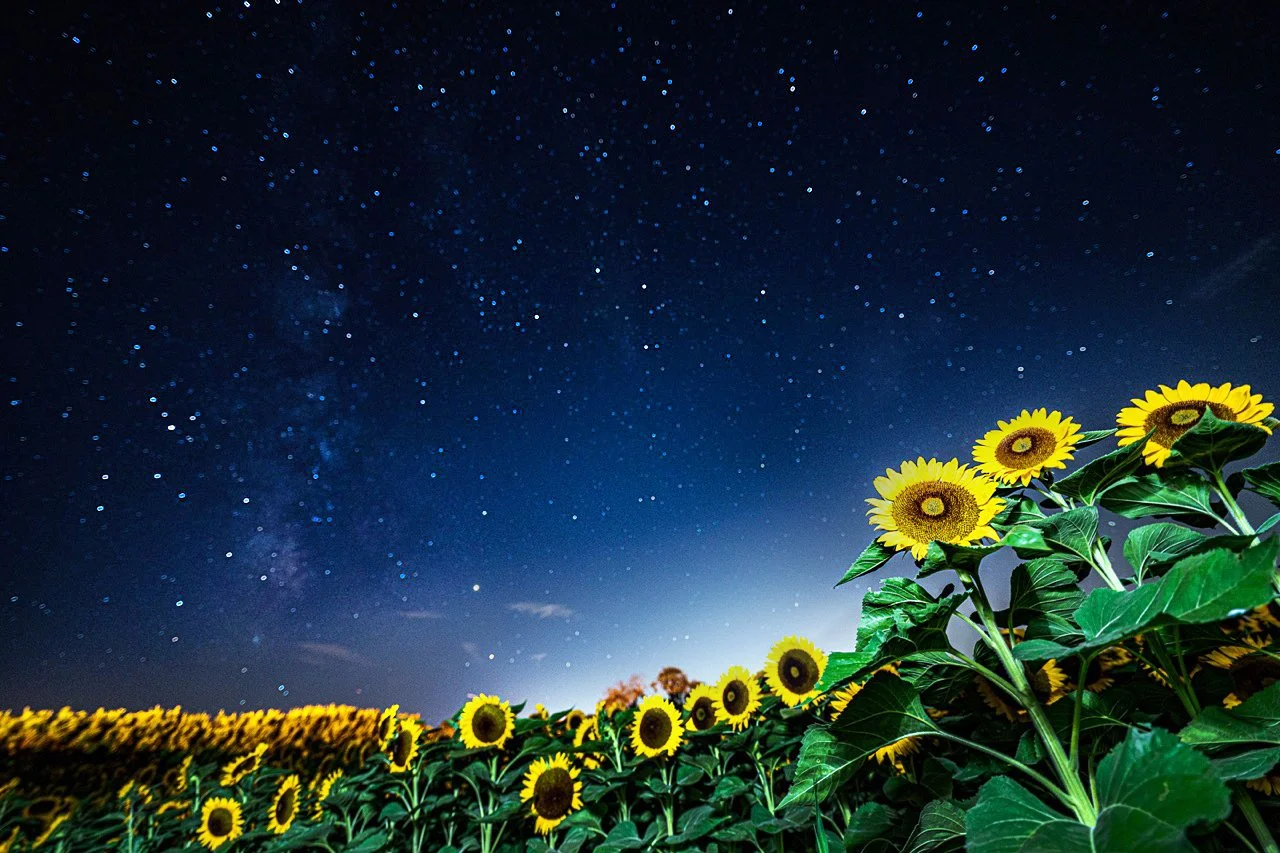 A field of sunflowers under a starry night sky with the Milky Way visible.