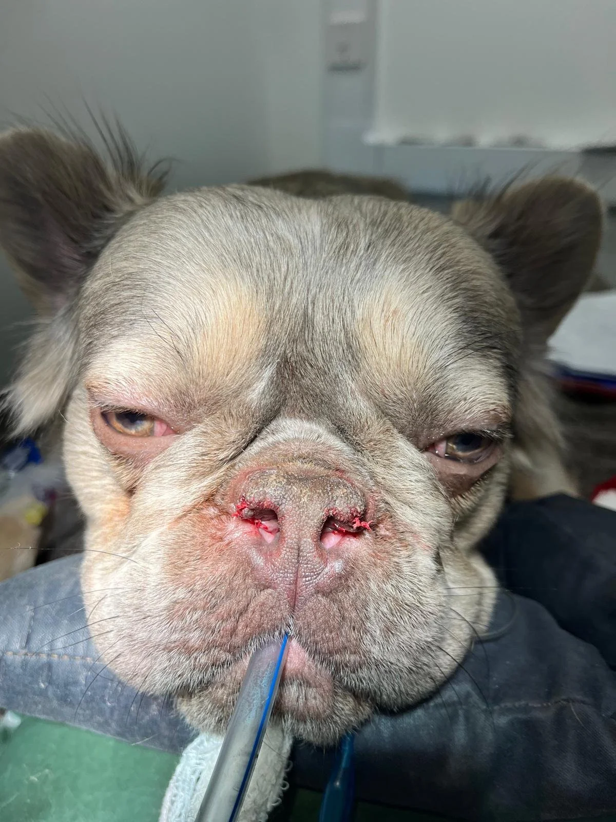 A close-up photograph of a bulldog with a nasal injury, receiving medical attention with a tube near its nose in a veterinary or medical facility.