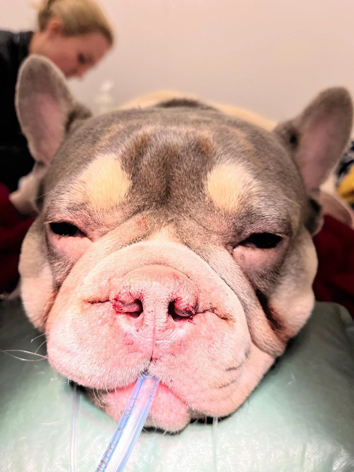 Close-up of a bulldog's face with a nasal oxygen tube, resting on a surface, with a woman in the background.