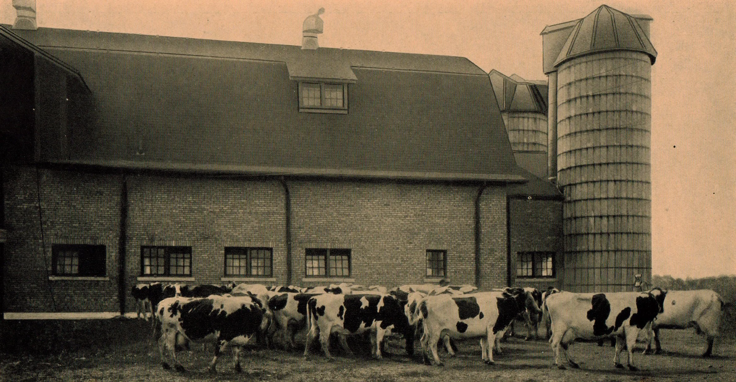 Black and white photograph of a group of dairy cows standing in front of a large barn with multiple windows and a silo.