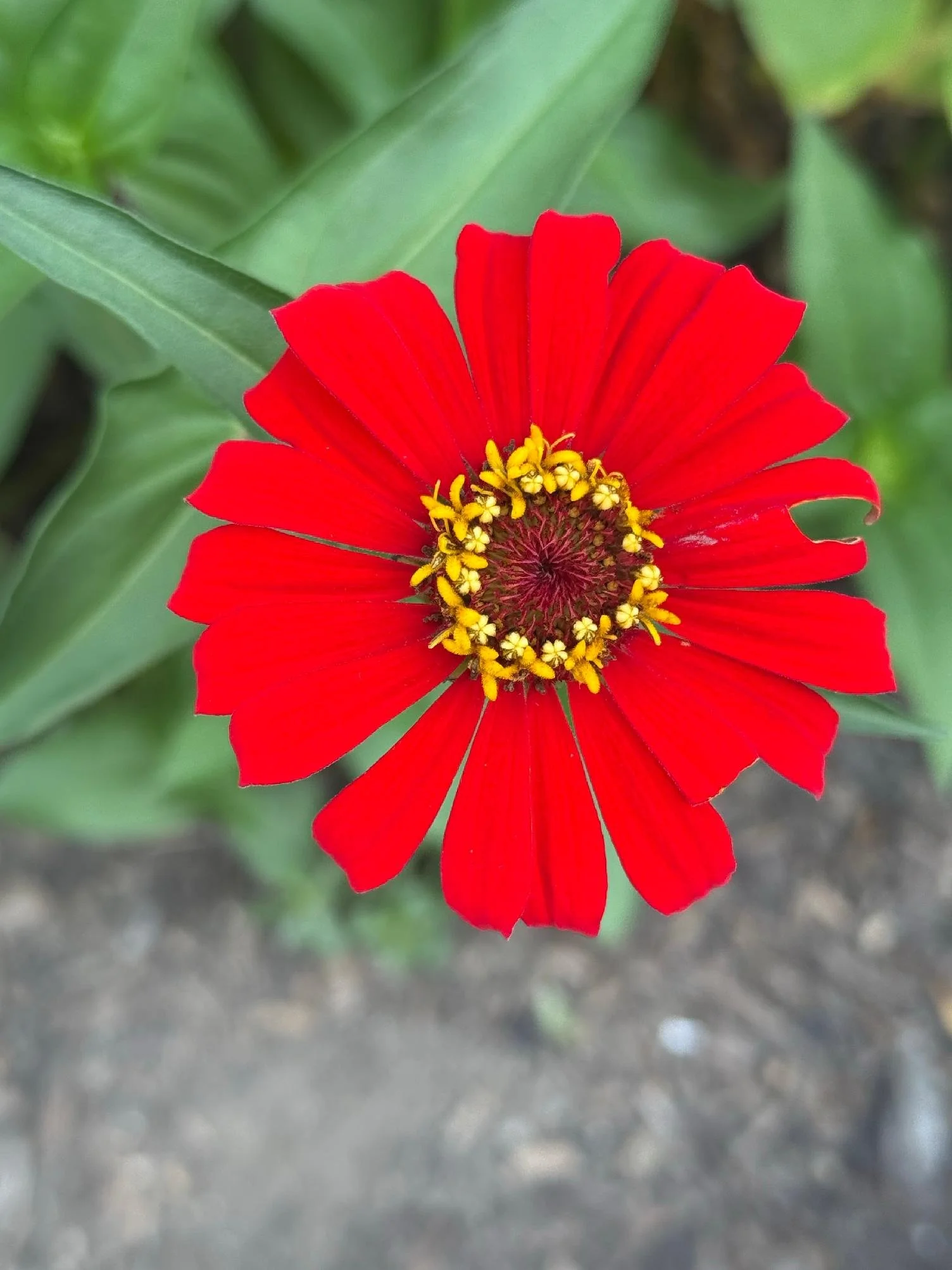 Close-up of a bright red flower with yellow center and green leaves in the background.