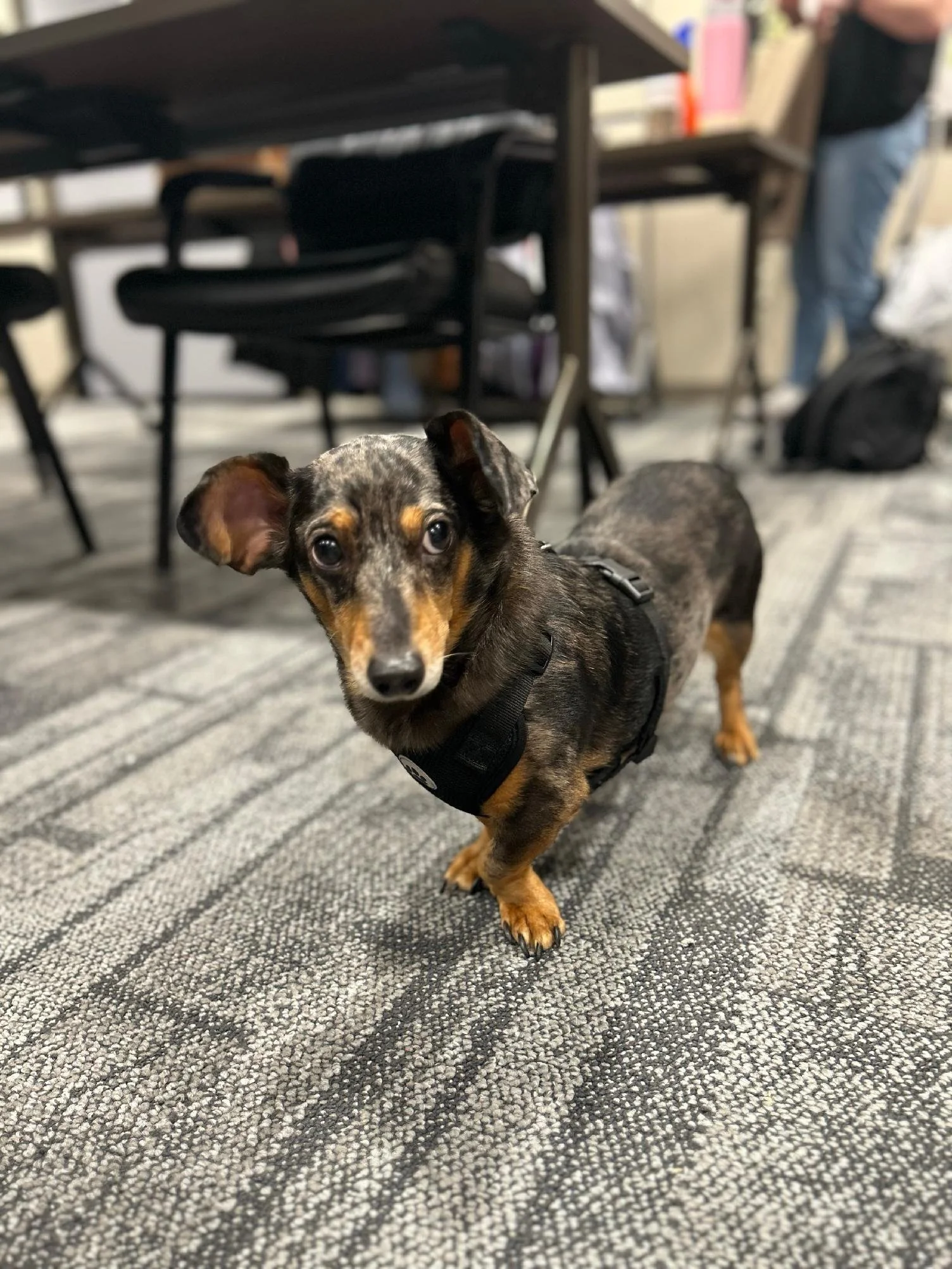 A small dog with a black, brown, and white coat standing on a gray patterned carpet inside a building. The dog is wearing a harness and looking directly at the camera. In the background, there are chairs, a table, and people.
