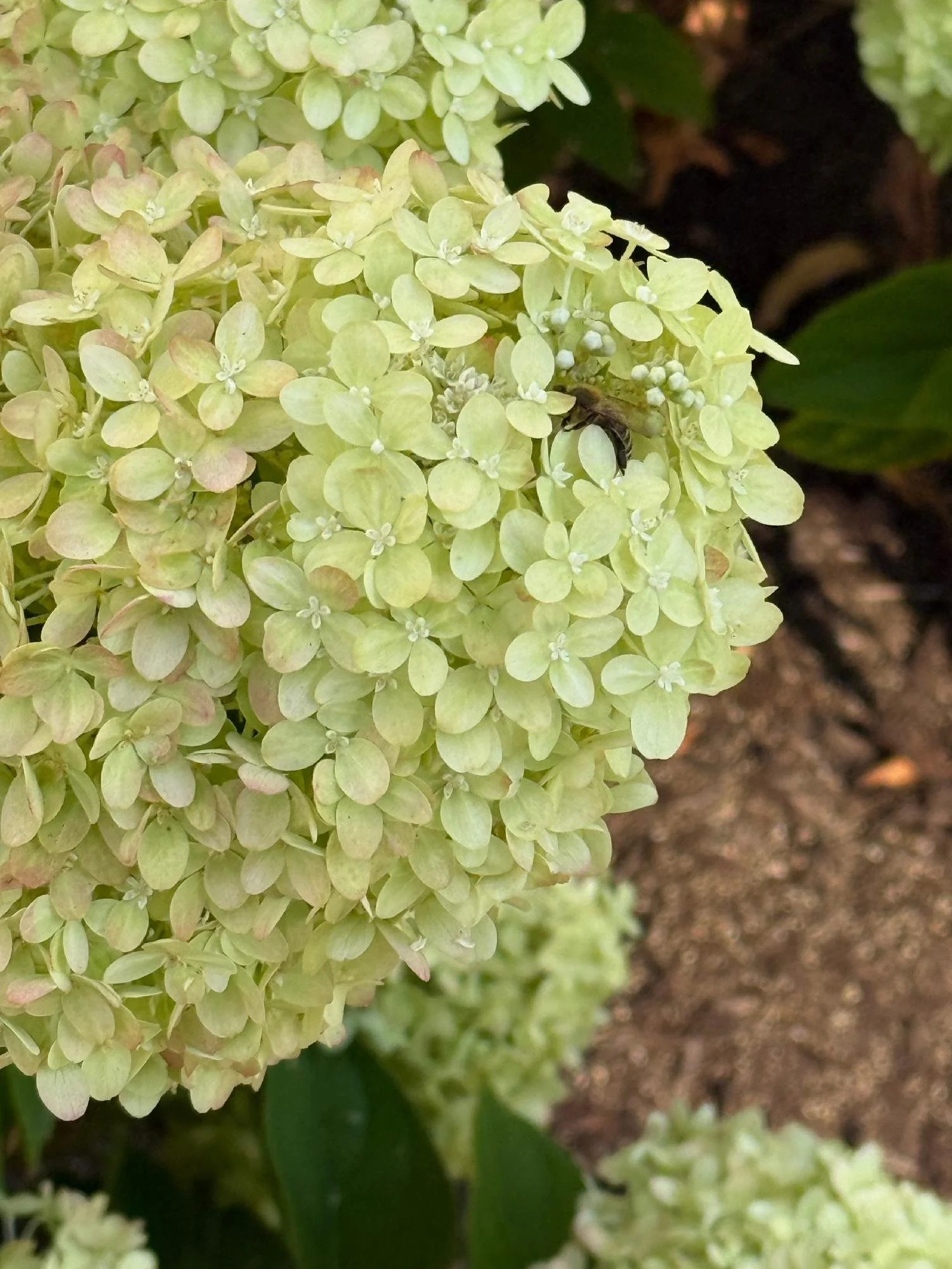 Close-up of light green hydrangea flowers in bloom with dark soil and green leaves in the background.
