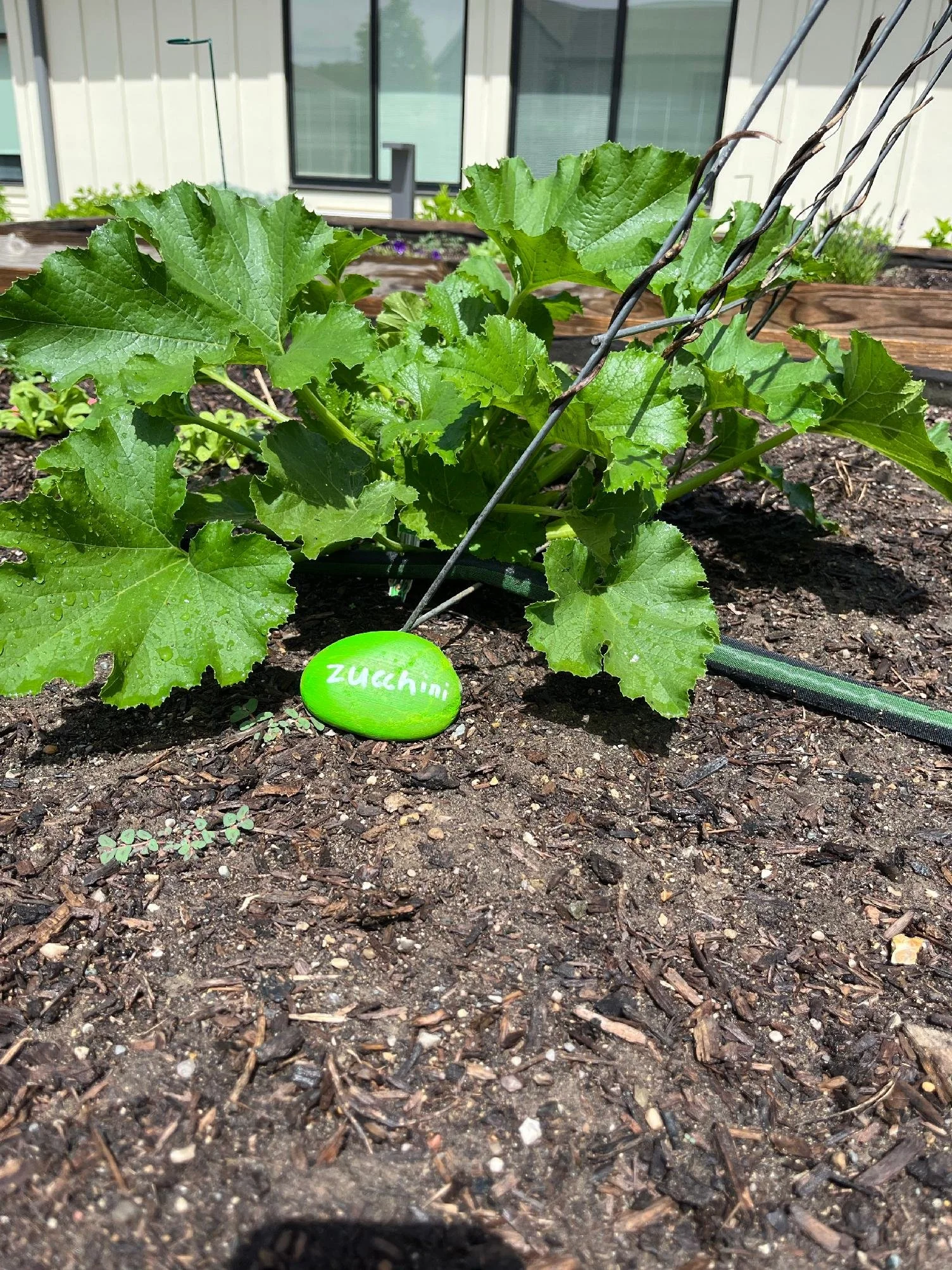 A green zucchini with the word 'Zucchini' written on it in white, placed on dark soil in a garden.