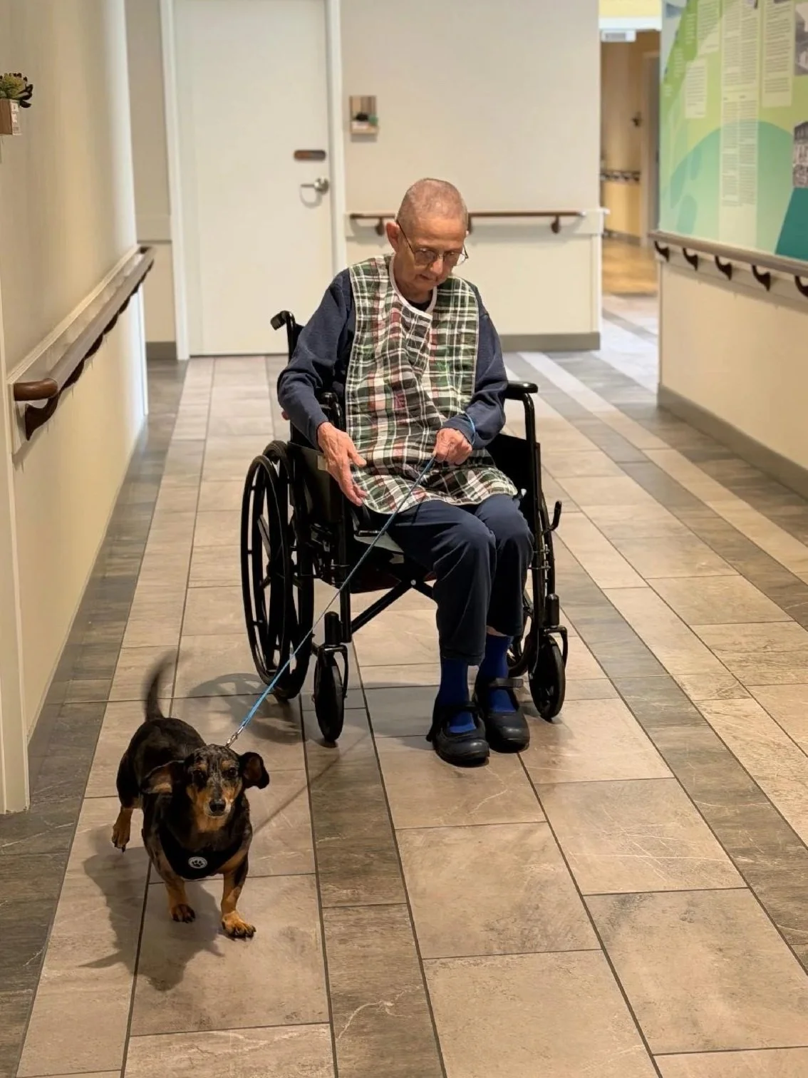 An elderly man in a wheelchair walking down a hallway with a small dog on a leash. The man is wearing glasses, a plaid apron, and dark clothing. The hallway has beige walls, a decorative wall poster, and wooden handrails.